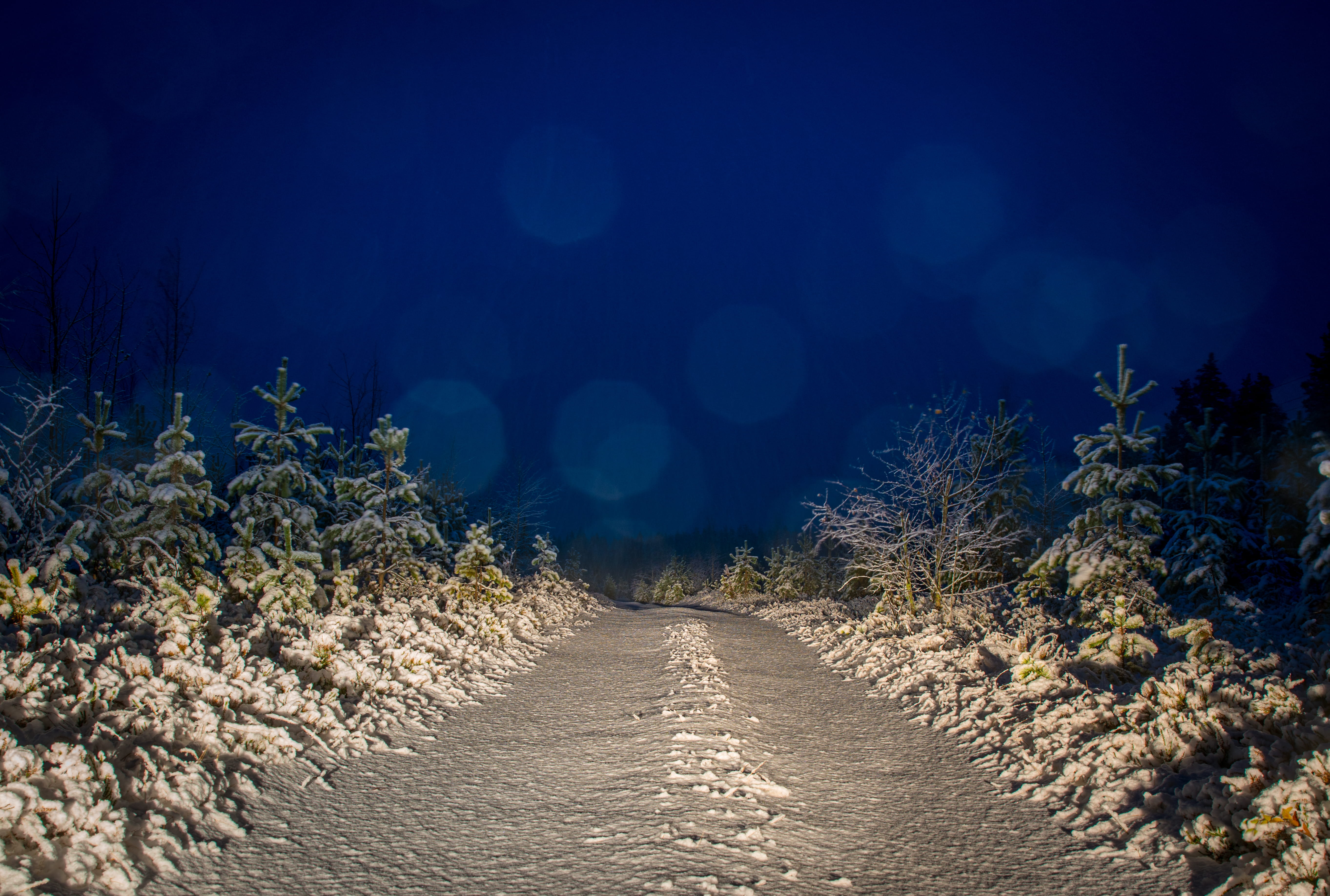 scenics - nature, tree, footpath, diminishing perspective, 5K, coniferous tree, travel, environment, snow, light, treelined, direction, sky, no people, HD Wallpaper