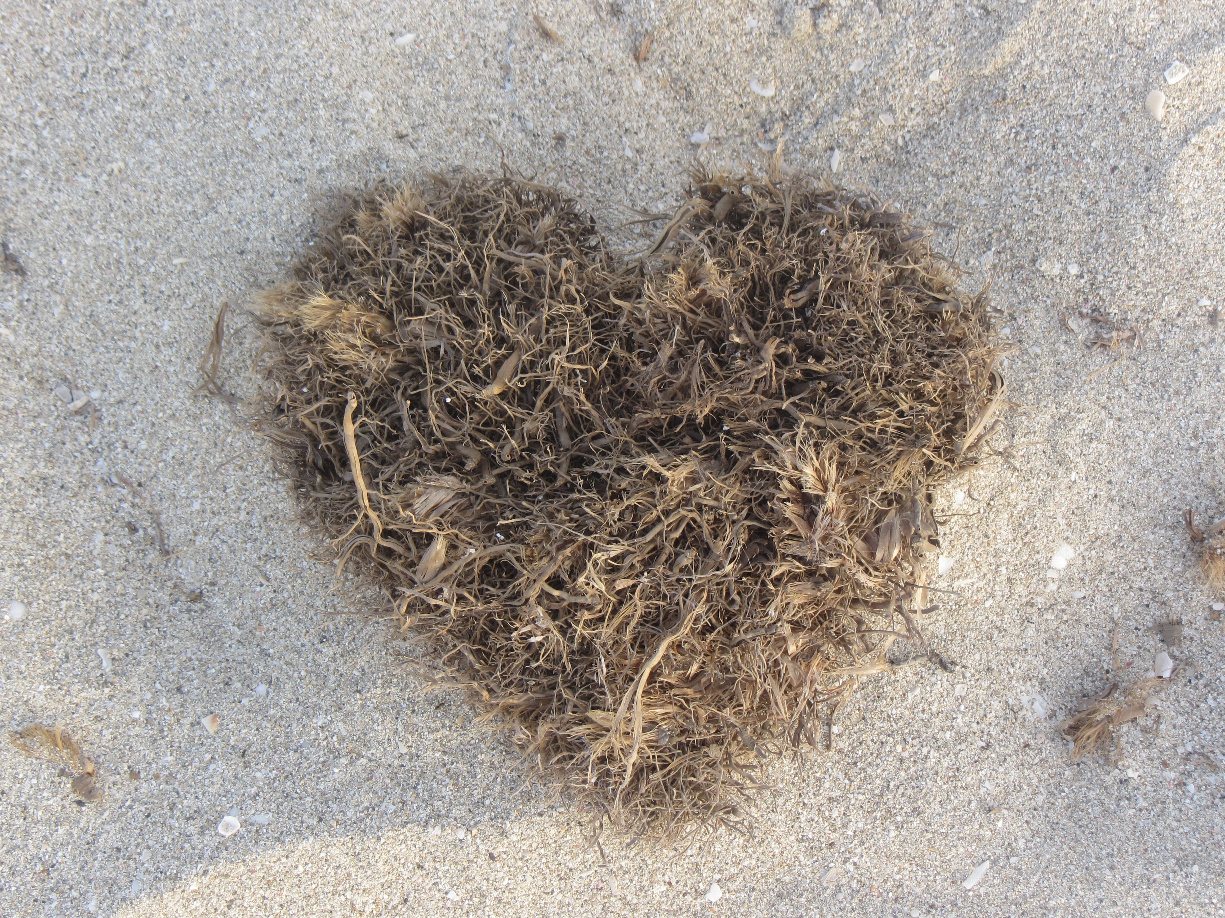 sand, animal, outdoors, love, high angle view, beach, day, animal nest, close-up, 4K, land, beauty in nature, dried seaweed, dried, directly above, textured, HD Wallpaper
