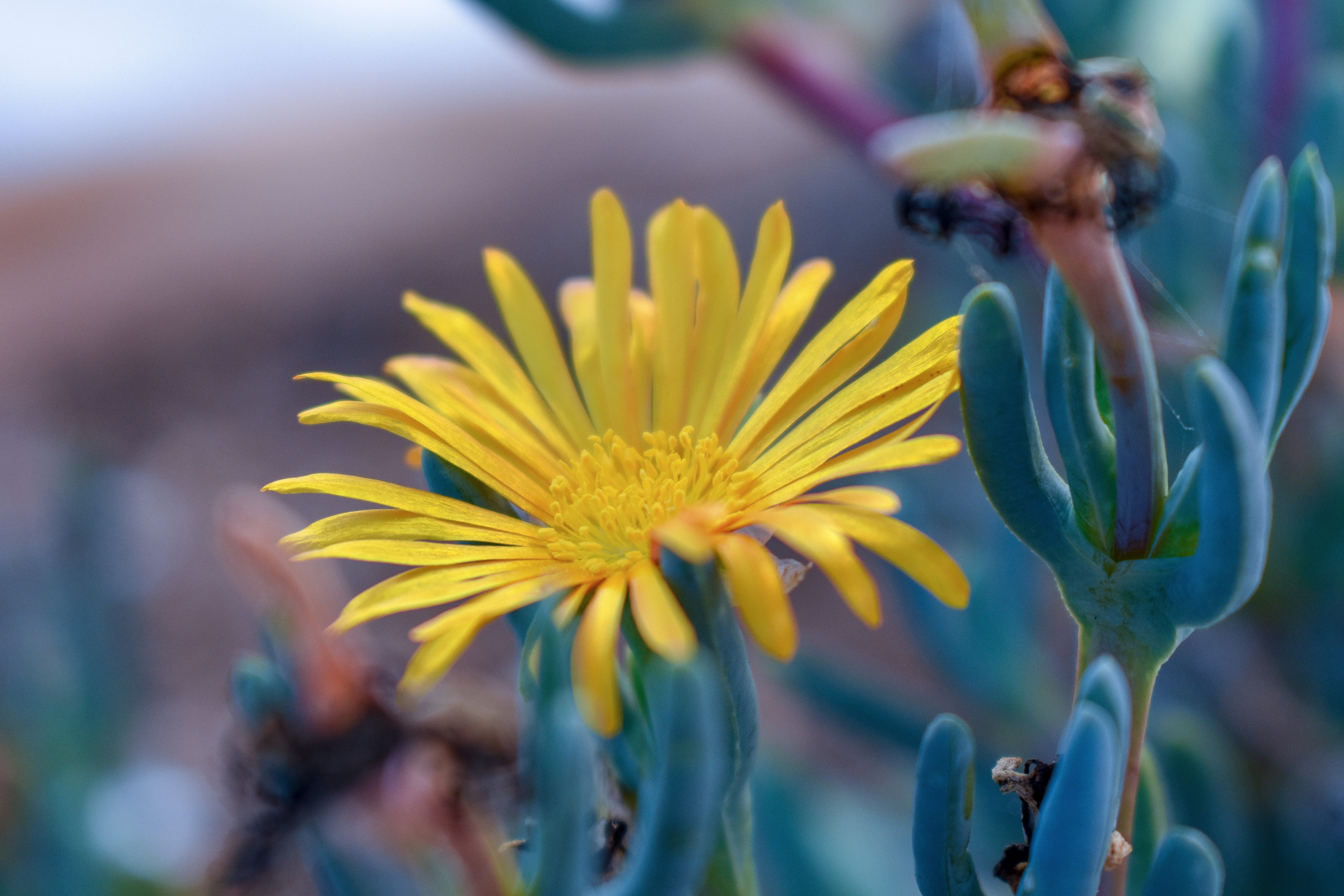pollen, focus on foreground, yellow, plant, flowering plant, field, 5K, day, freshness, daisy, selective focus, purple, fragility, balearic islands, vulnerability, HD Wallpaper