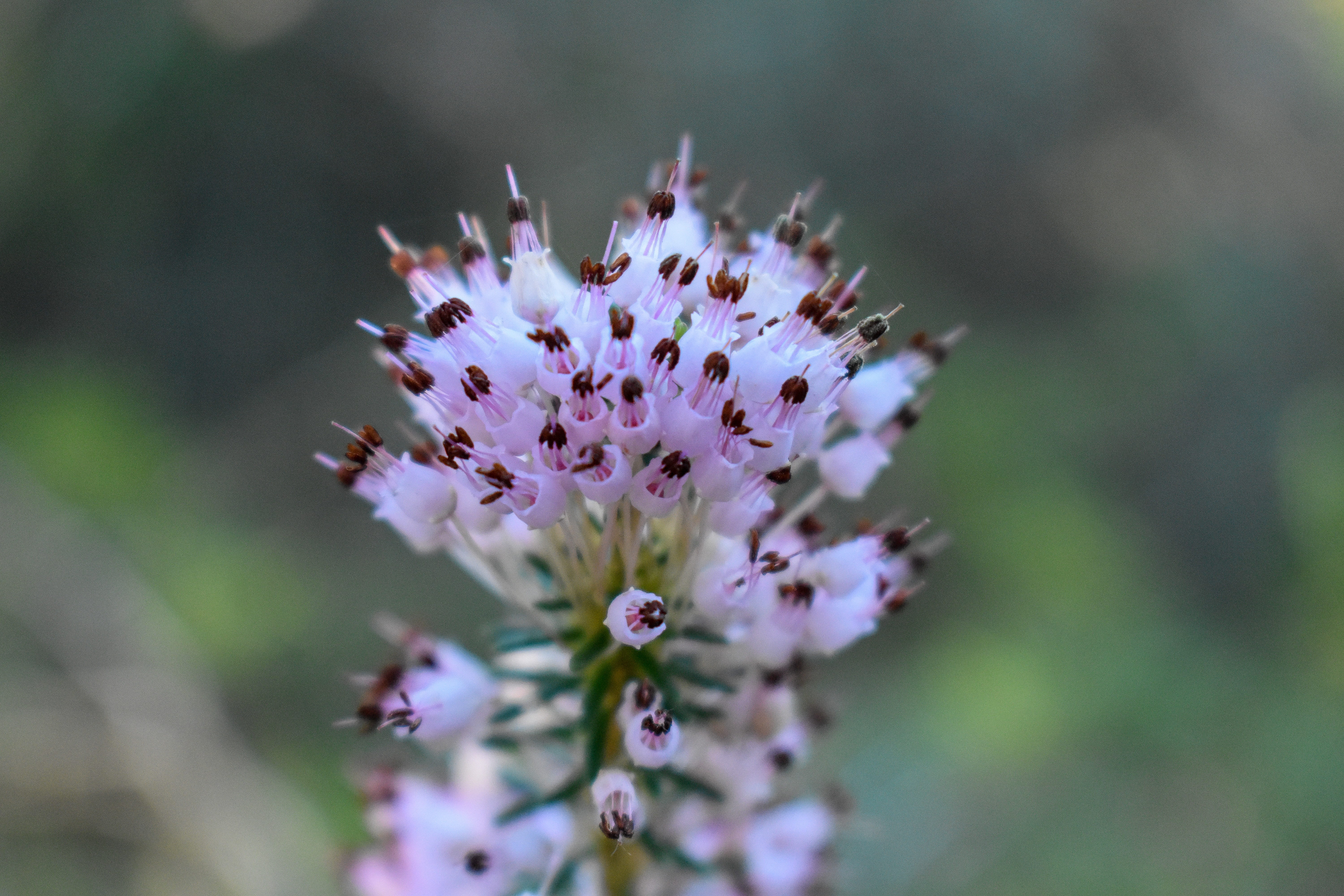 outdoors, flowers, animal wildlife, plant, animal themes, flower, vulnerability, close-up, purple, formentera, nature, no people, 5K, inflorescence, flower head, HD Wallpaper