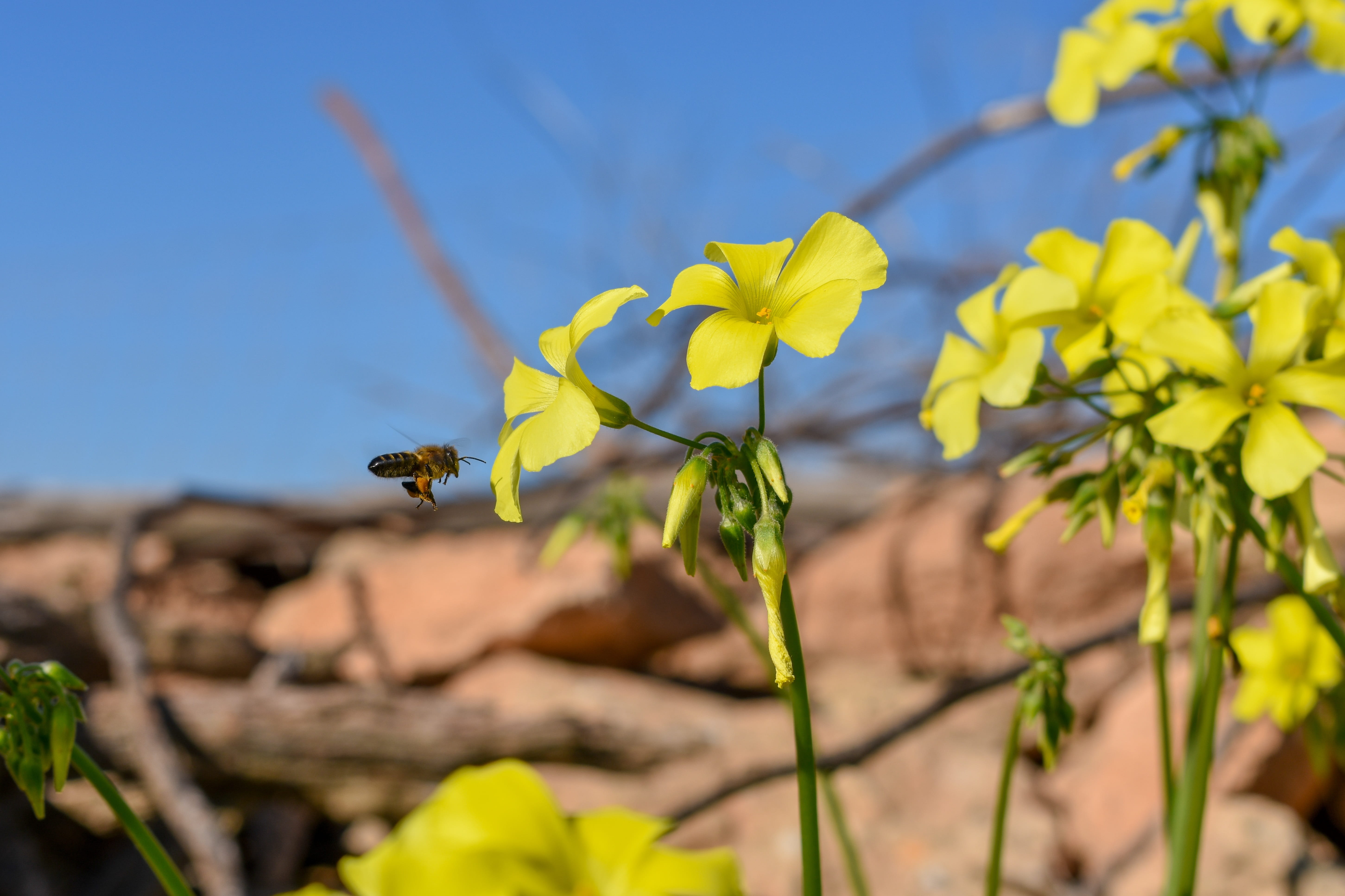 growth, animal wildlife, freshness, flowering plant, flower head, honey, focus on foreground, animal themes, 5K, plant, bee, vulnerability, pollination, HD Wallpaper