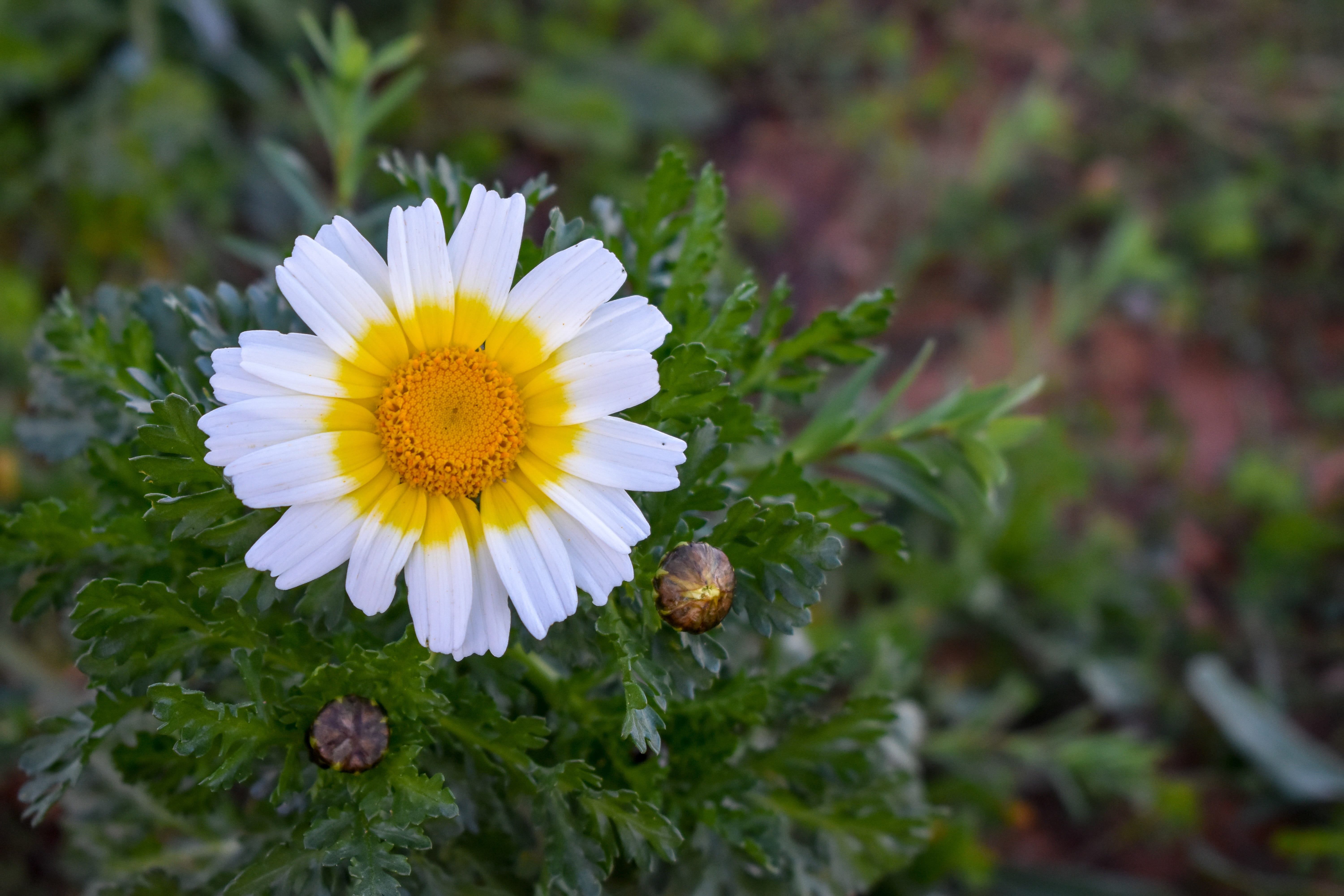 botany, field, white, day, no people, inflorescence, pollen, beauty in nature, growth, daisy, freshness, flower head, 5K, nature, close-up, vulnerability, HD Wallpaper