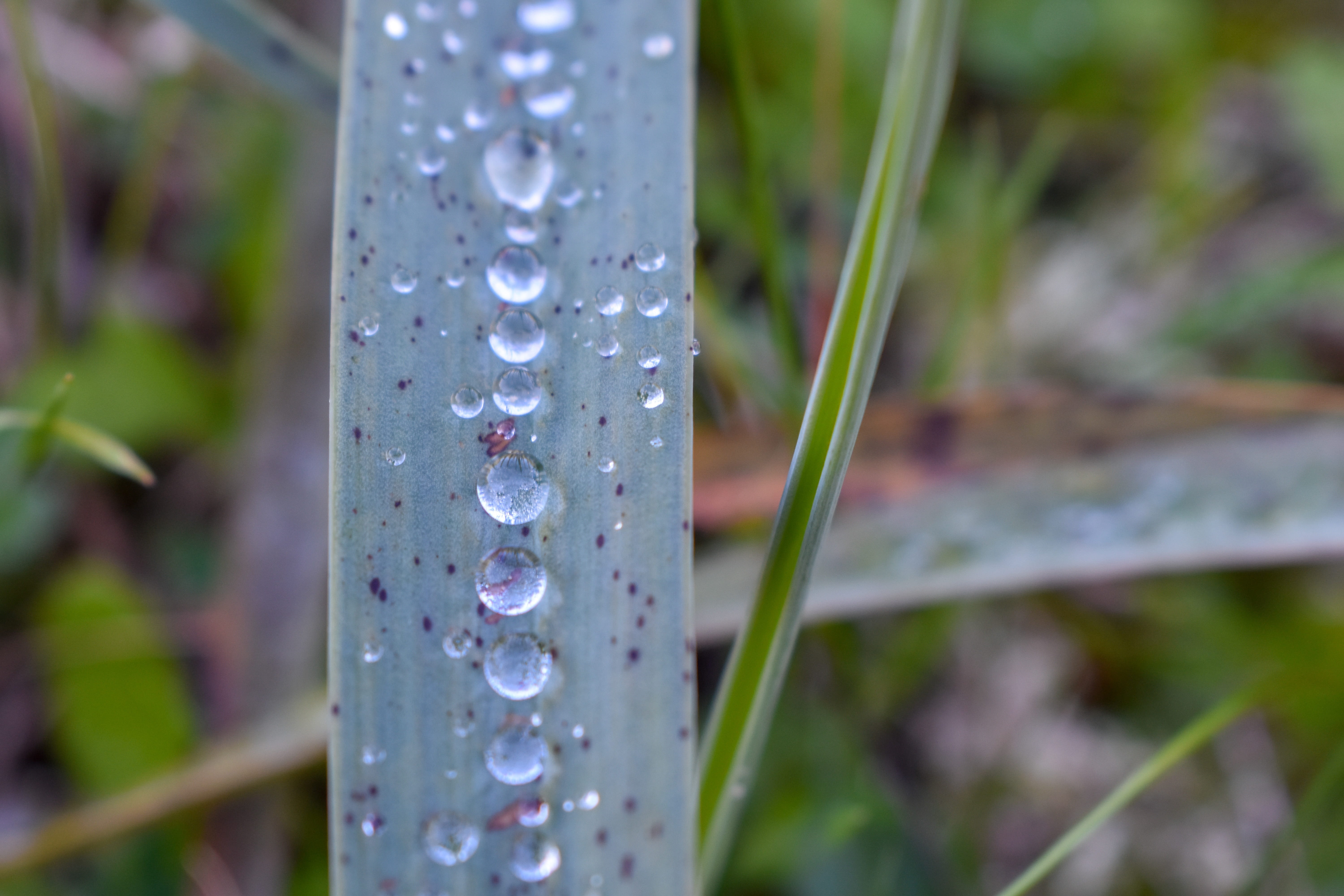 growth, blade of grass, selective focus, close-up, day, moisture, drop, water, freshness, plant, raindrop, 5K, green, beauty in nature, balearic islands, HD Wallpaper