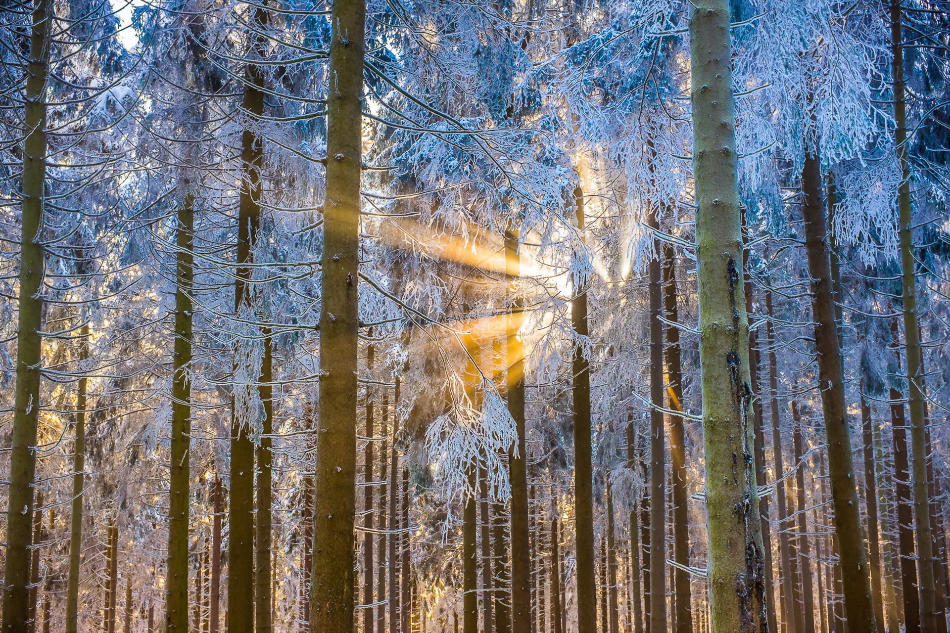 winter, light, time, trees, bamboo, 1080P, forest, day, HD Wallpaper