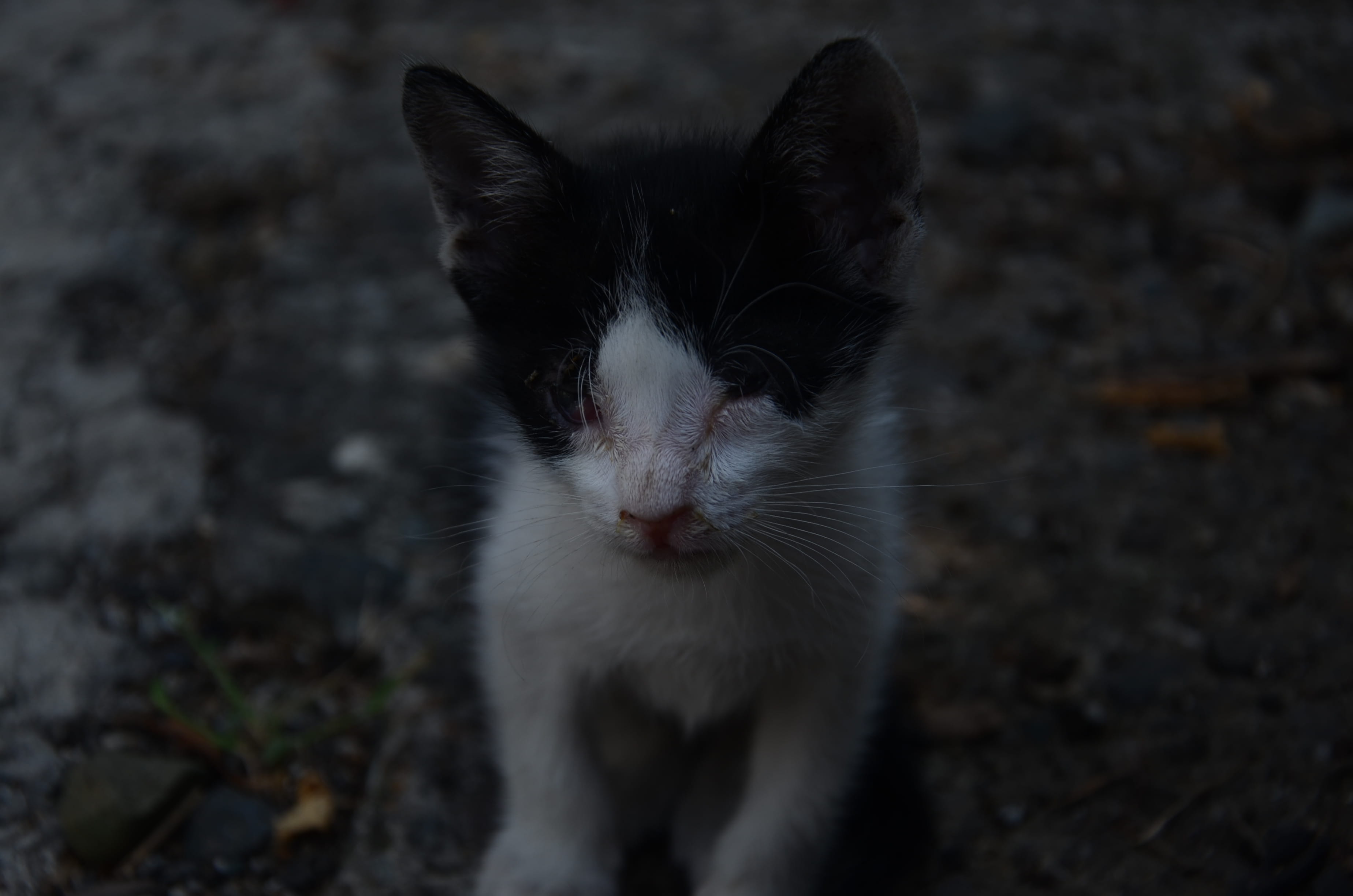 domestic animals, animal eye, philippines, vertebrate, pets, achromatic, close-up, 2K, one animal, portrait, mammal, baby cat, quezon city, domestic, black and white, HD Wallpaper