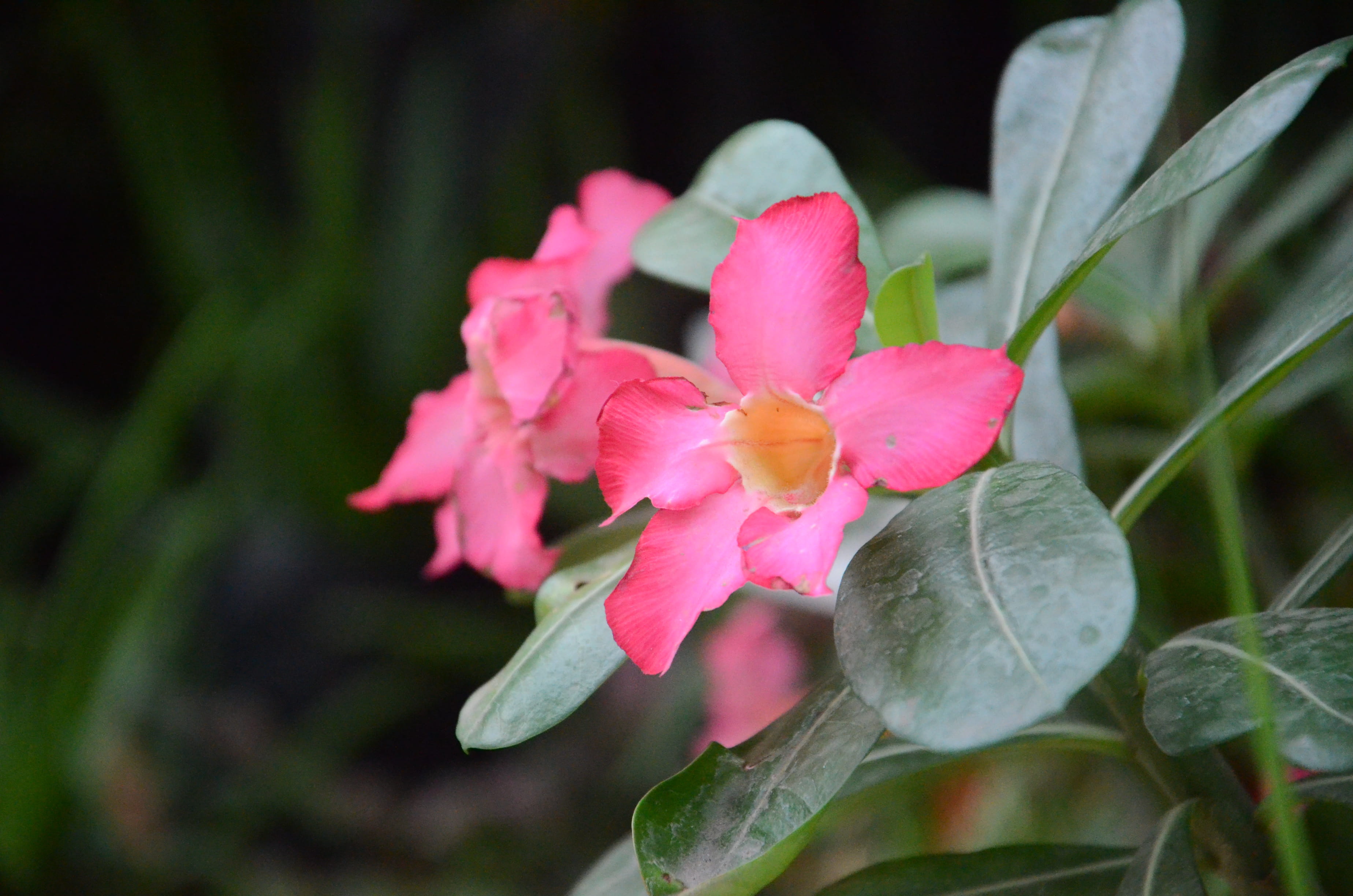 no people, philippines, fragility, leaf, bloom, flower head, flowering plant, flower, nature, plant, petal, plant part, inflorescence, beauty in nature, HD Wallpaper
