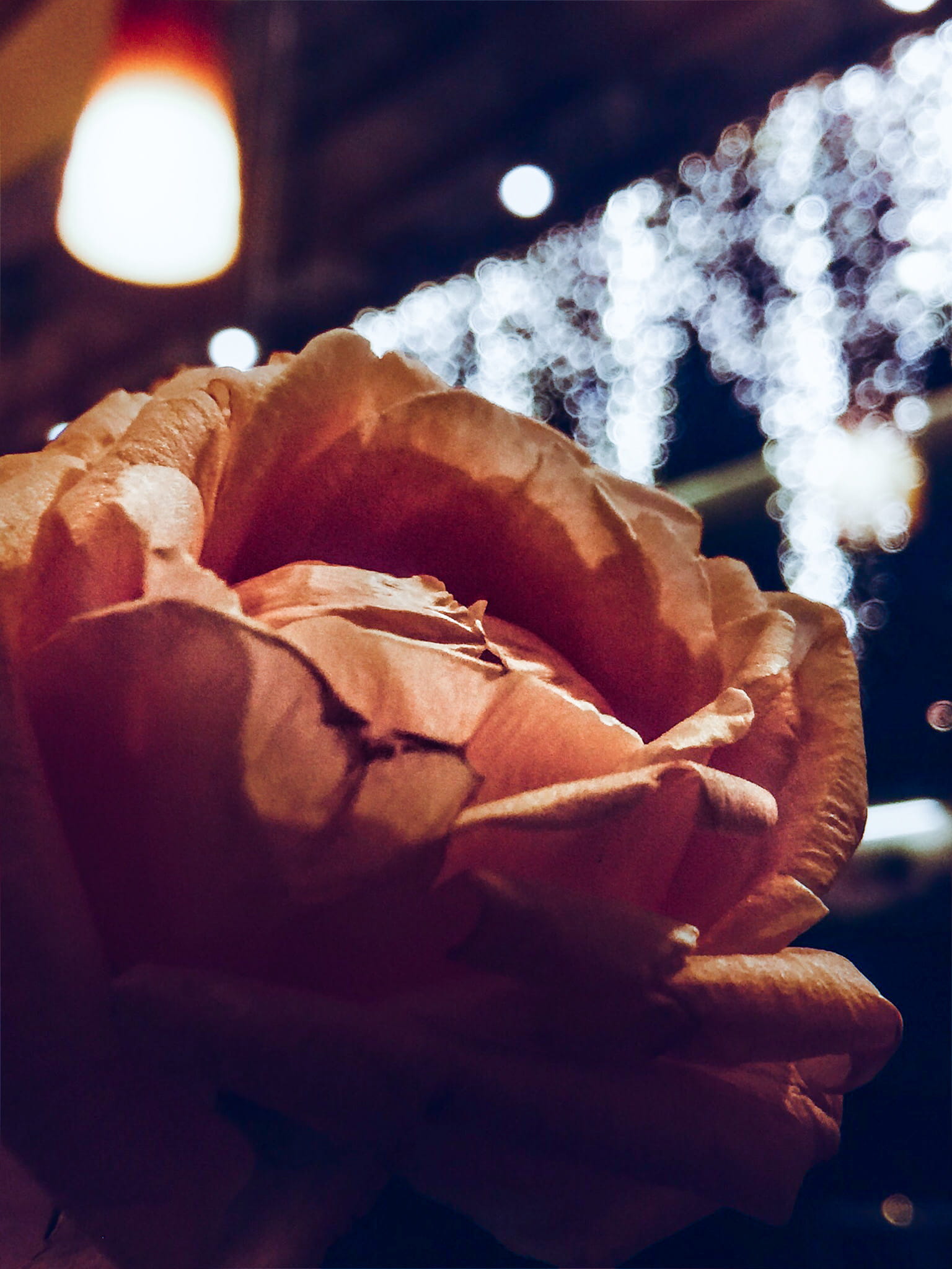 diliman, illuminated, cold temperature, focus on foreground, holiday, human hand, flower, quezon city, human body part, philippines, relaxation, 1080P, Phone HD Wallpaper