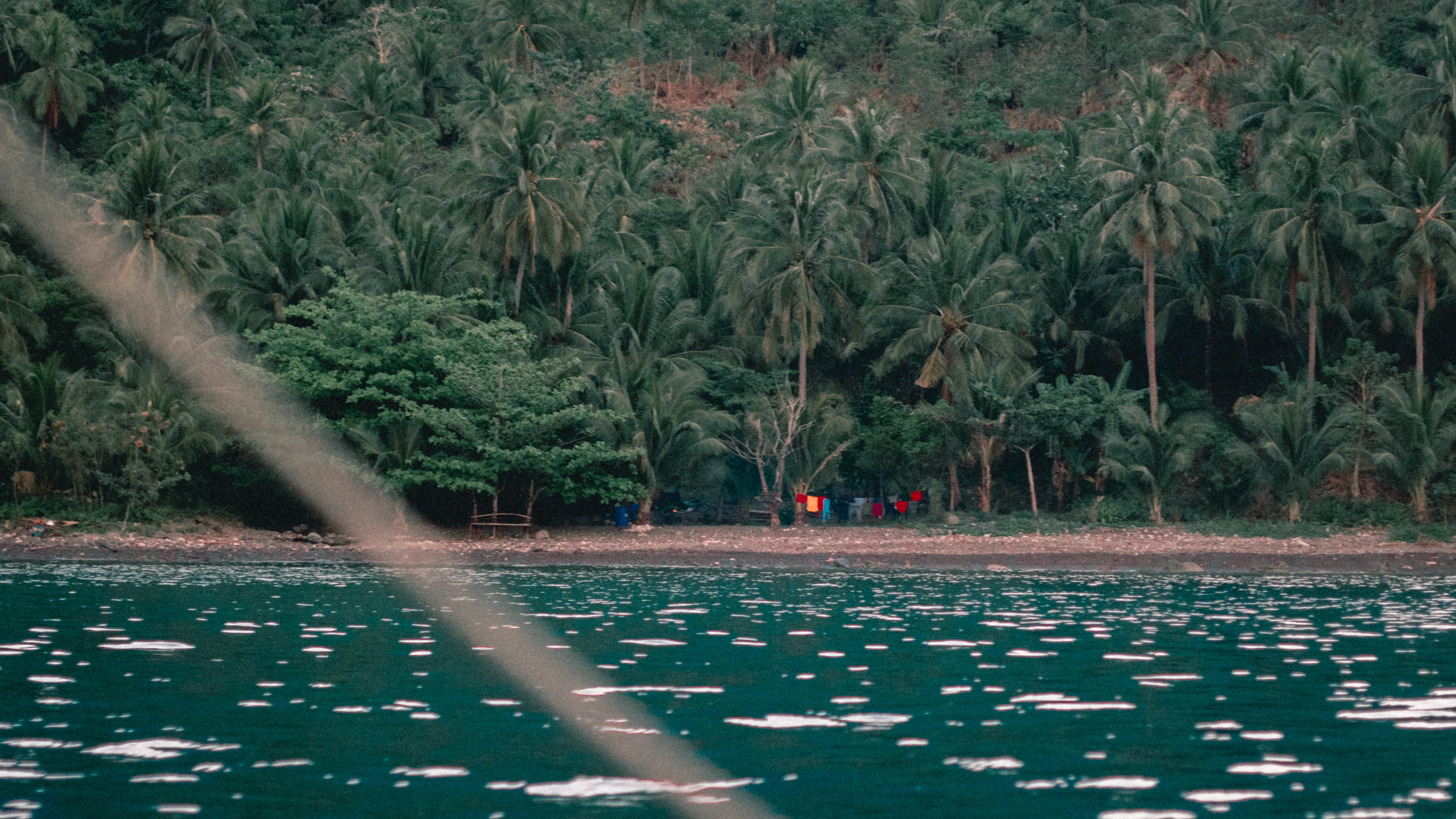 plant, abies, island life, tree, beauty in nature, summer, philippines, mode of transportation, waterfront, island, growth, 4K, gravel, fir, day, bush, HD Wallpaper