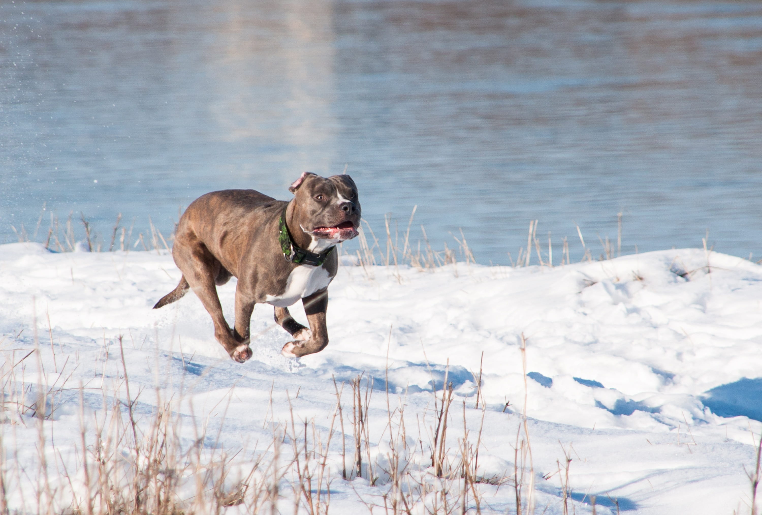 purebred dog, land, field, cold temperature, mammal, sly fox, nature, stafford, charming, domestic animals, running, animal, domestic, 2K, no people, snow, HD Wallpaper
