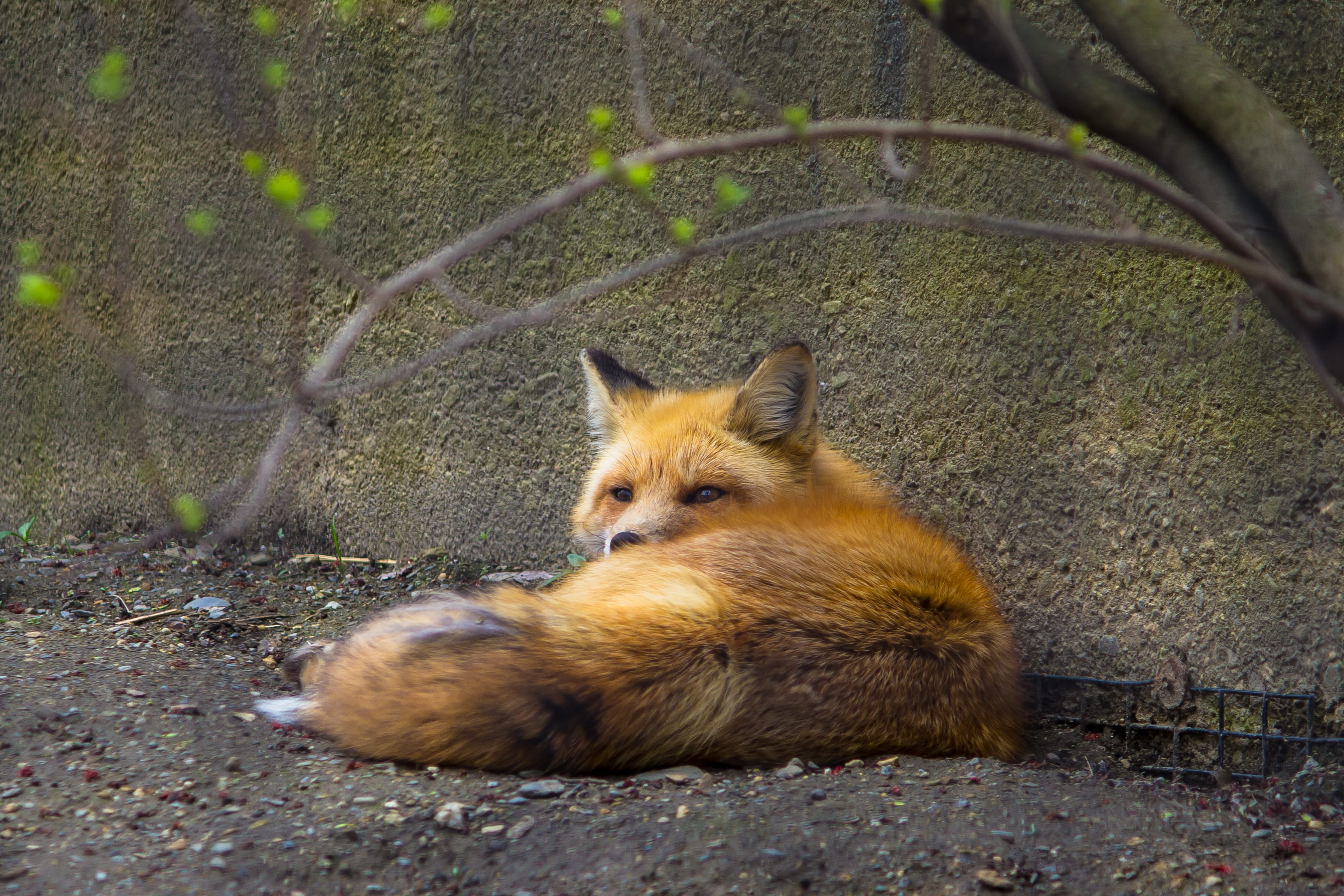 animal themes, nature, fox, day, cat, domestic, one animal, united states, outdoors, animals in the wild, pets, creature, vertebrate, sleepy, foxy, cute, HD Wallpaper