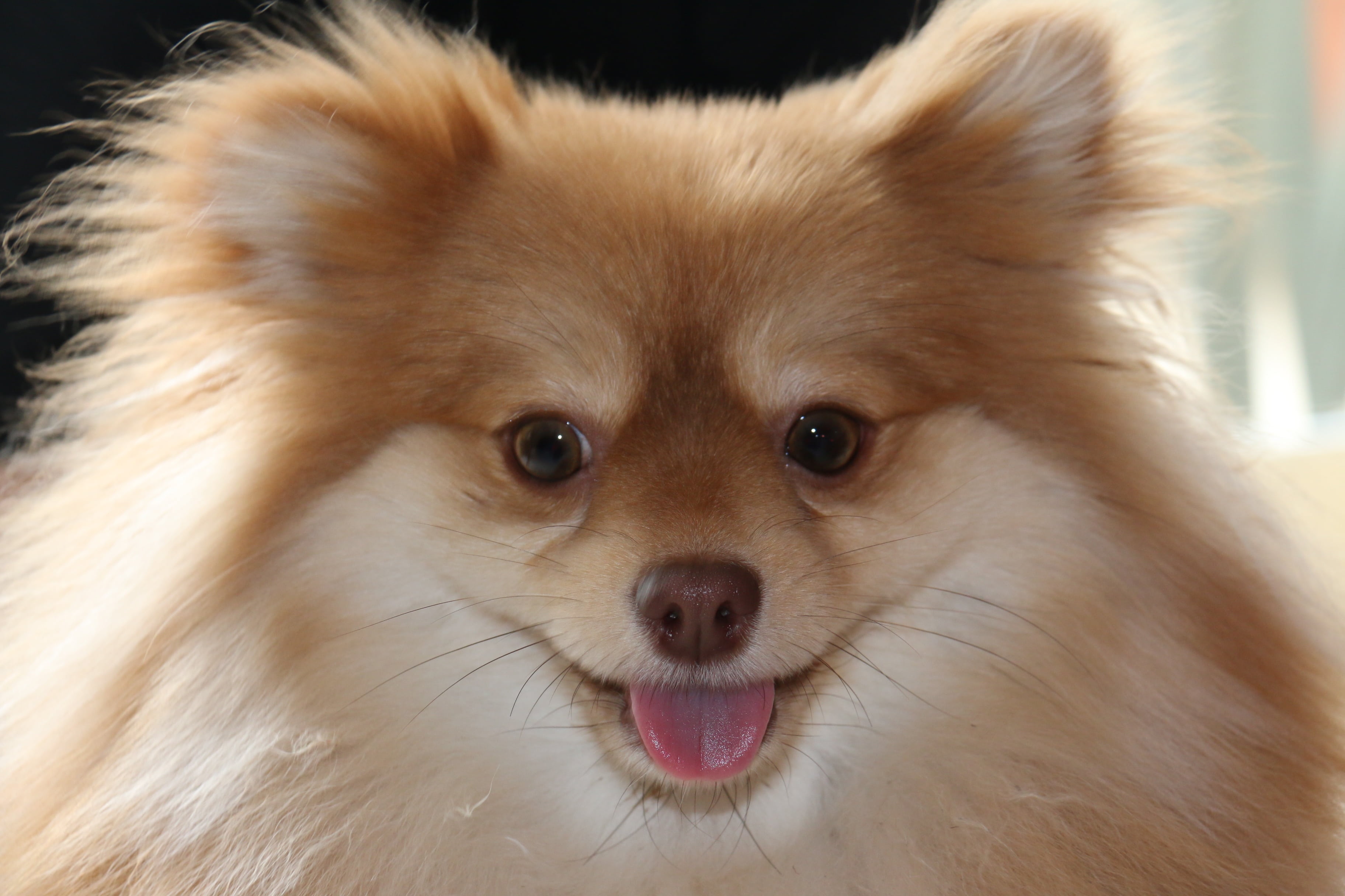 animal themes, vertebrate, sly, animals, animal body part, race, beautiful, portrait, animal, pomeranian, friendship, hairy, blonde, smile, snout, indoors, HD Wallpaper