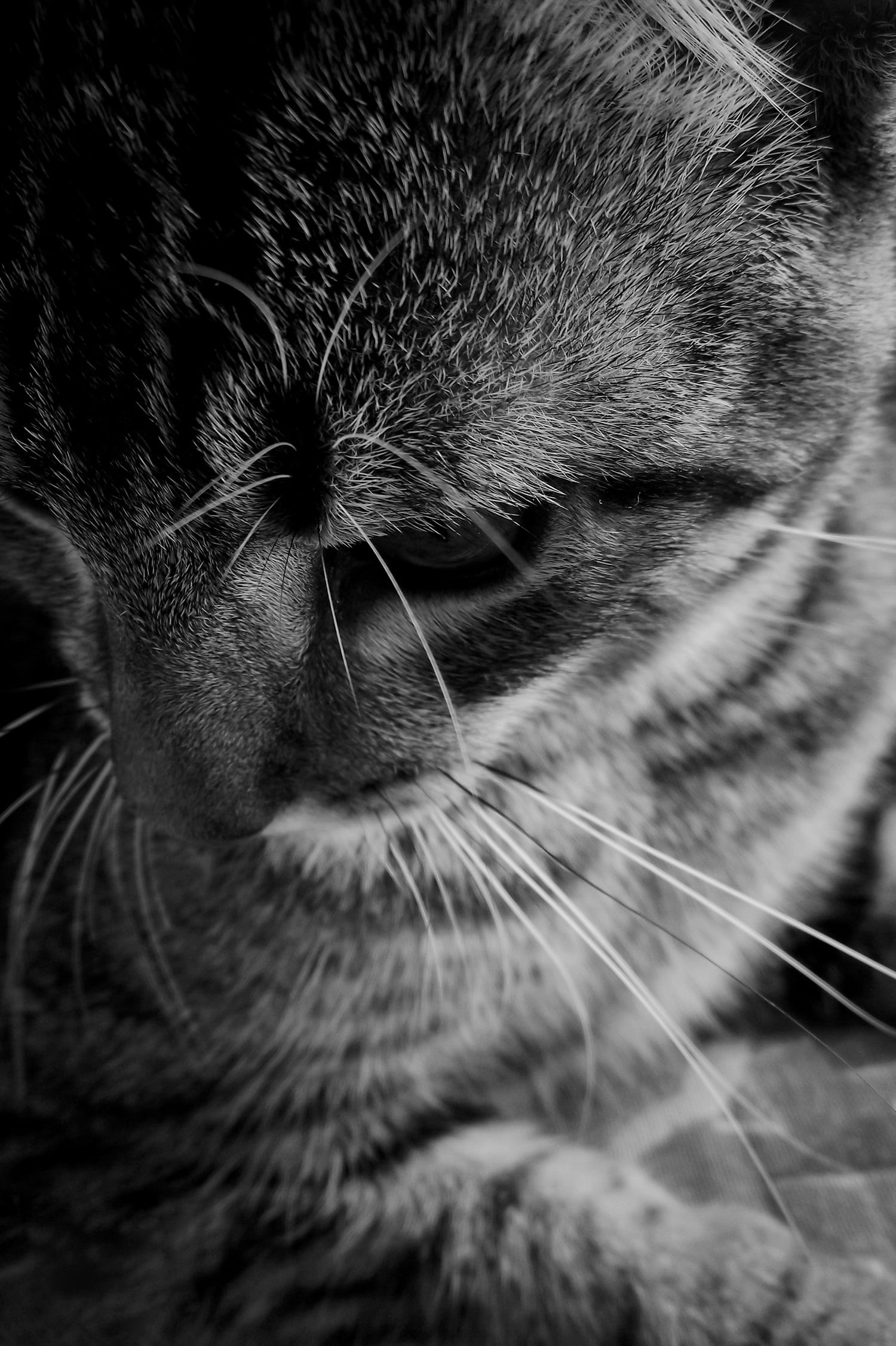 animal body part, whisker, one animal, animal head, looking, sly, feline, cat face, cat, domestic animals, looking away, vertebrate, pets, mammal, pet, Phone HD Wallpaper