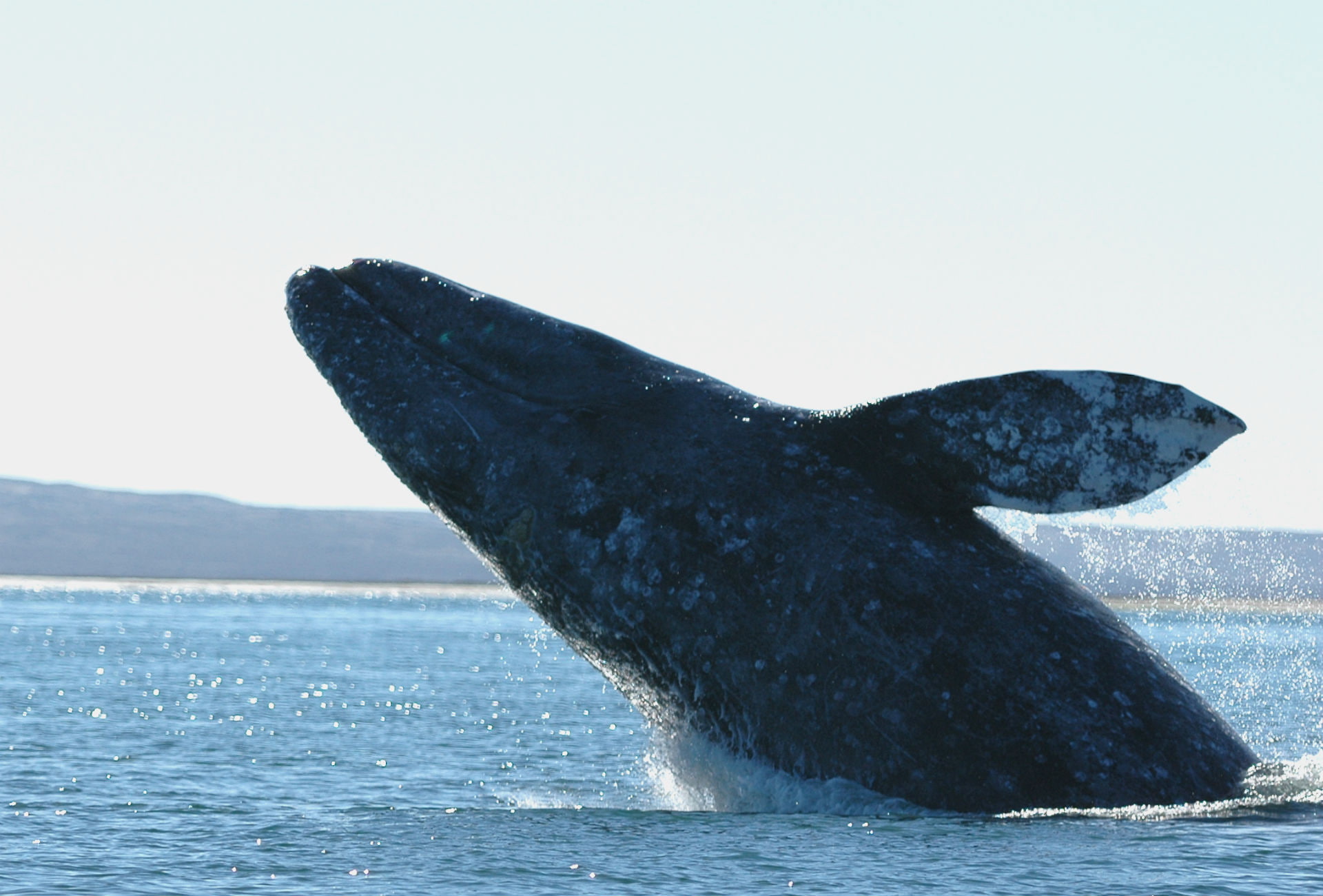 sly, sea, breach, ocean, whales, shore, bay, coast, 1080P, HD Wallpaper