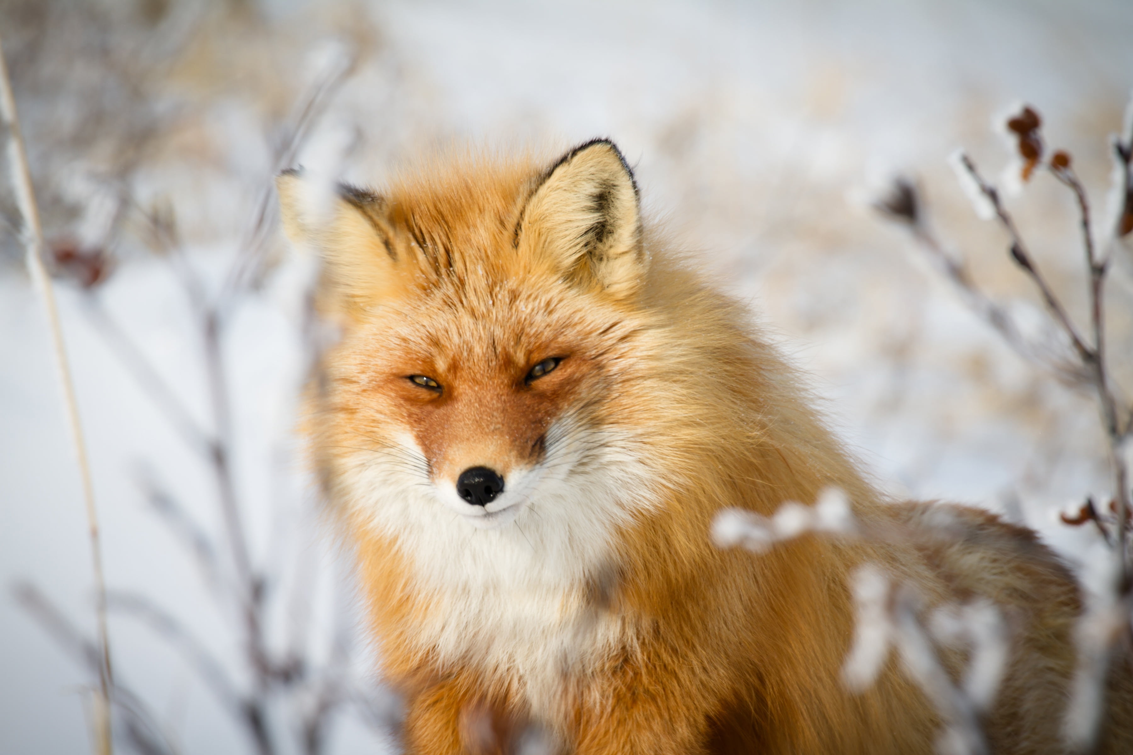 Fox, 2K, bokeh, face, look, red, sly look, HD Wallpaper