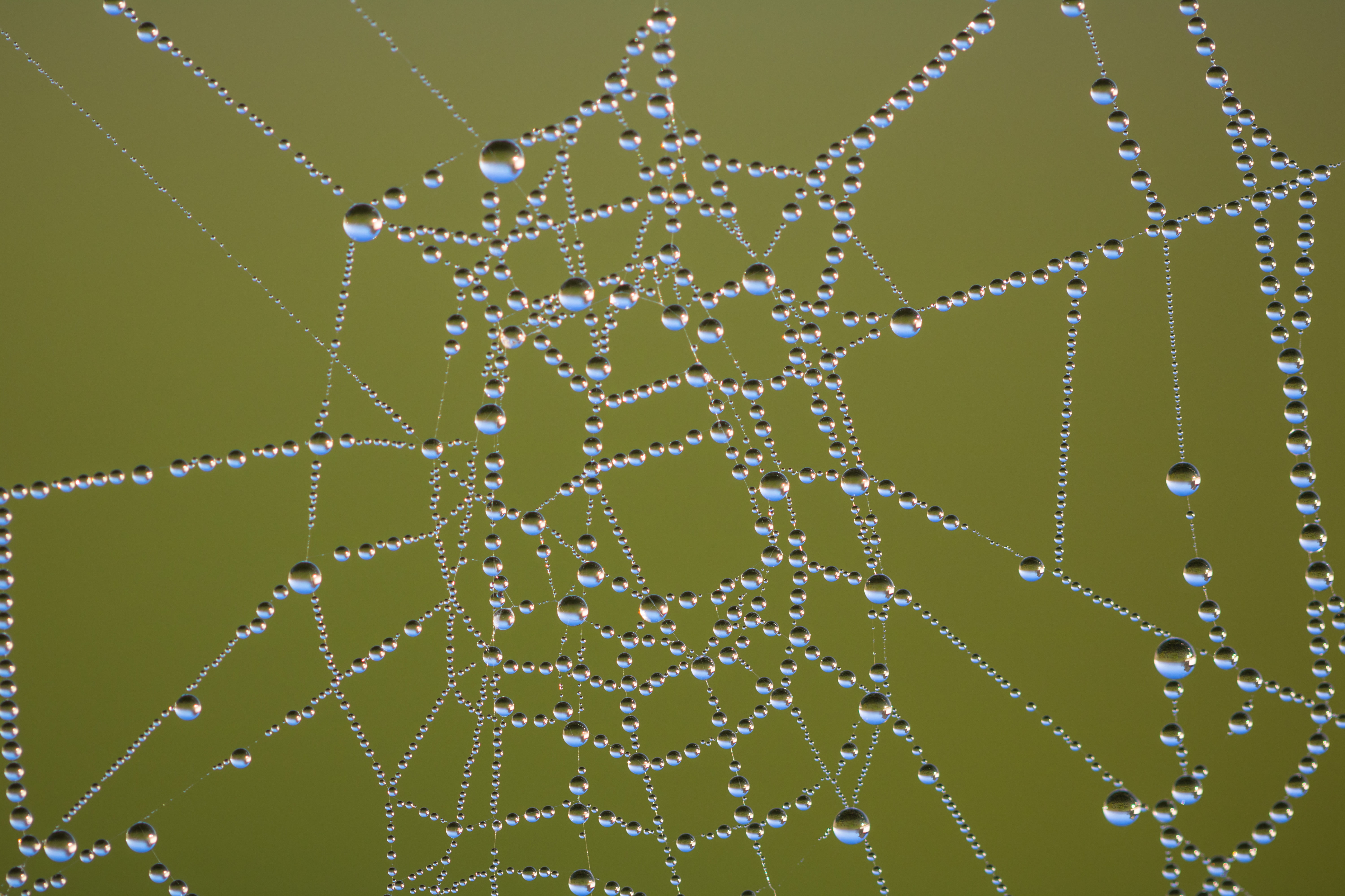 5K, country, spider, vatten, ƒ / 3, water, dew, droplet, state, iso_speed, city, canon eos, focal_length, geo:location, lens, Nature, canon, macro, dagg, HD Wallpaper