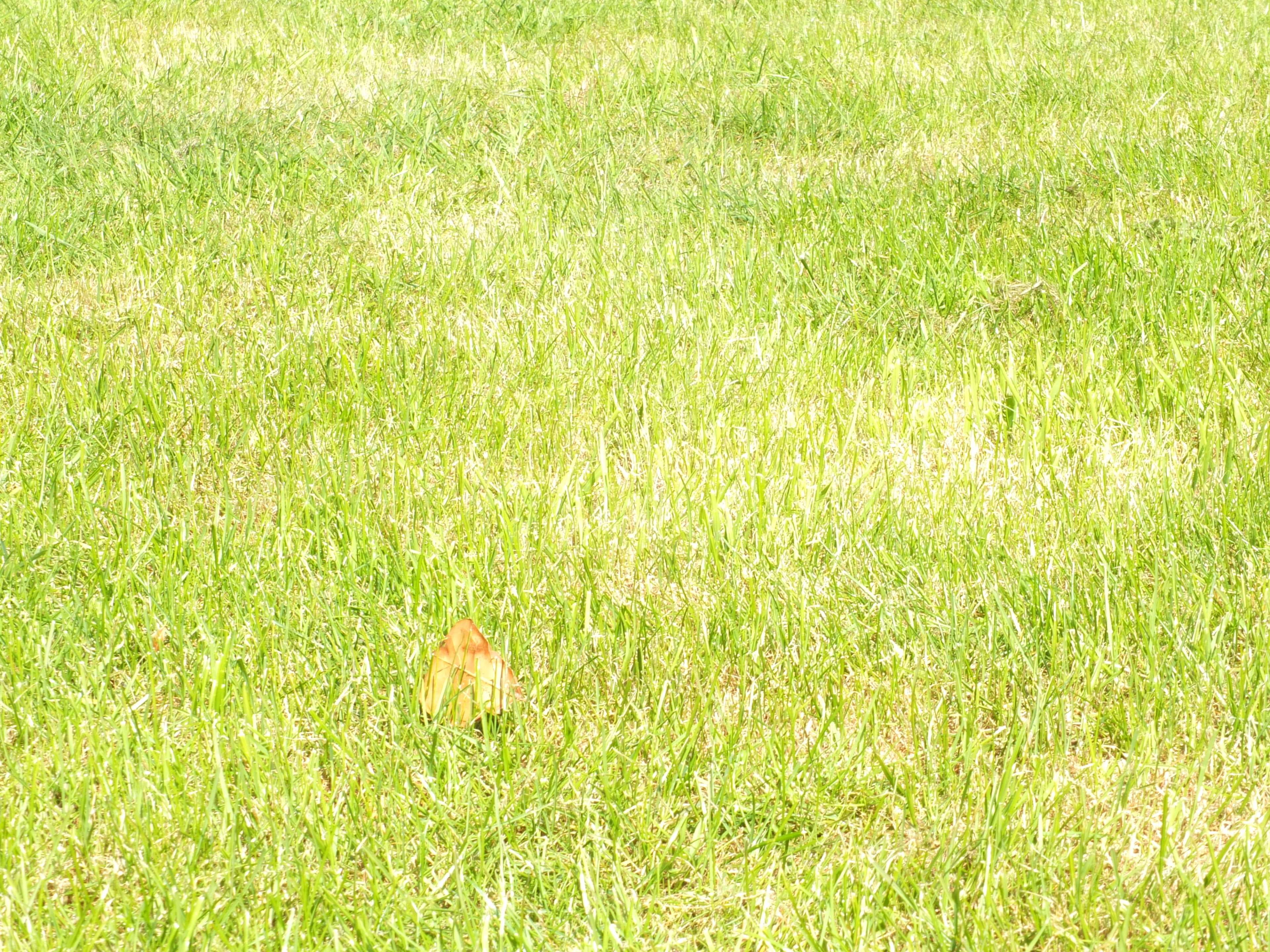 animal themes, vertebrate, sunlight, land, over exposed, beauty in nature, no people, evergreen, day, blade of grass, animal, 4K, growth, one animal, nature, HD Wallpaper