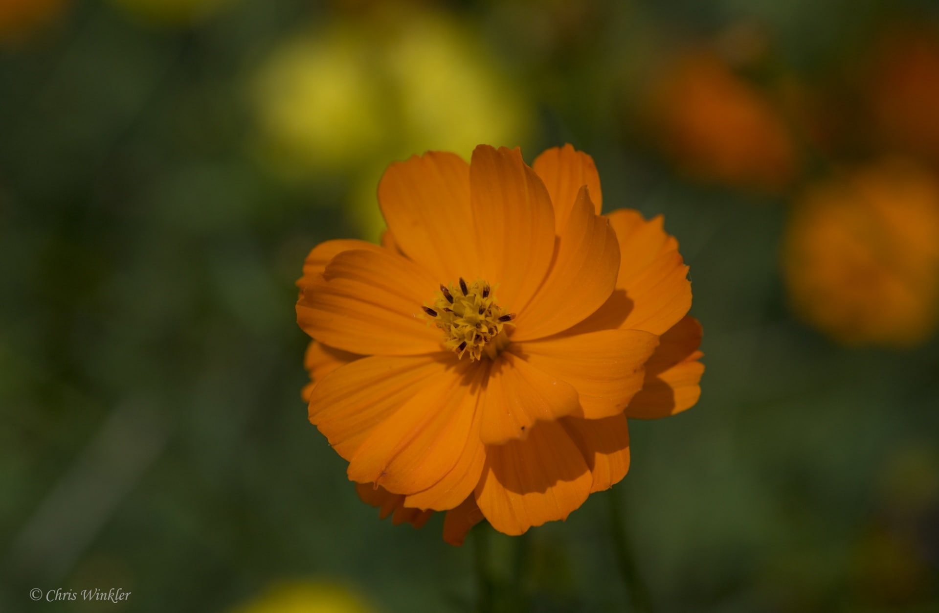 orange, Alpha, minolta100mm28, minolta, close-up, ilce7r, beauty in nature, growth, plant, Flowers, Japan, hamarikyu, cosmos flower, Park, Nature, laea4, HD Wallpaper