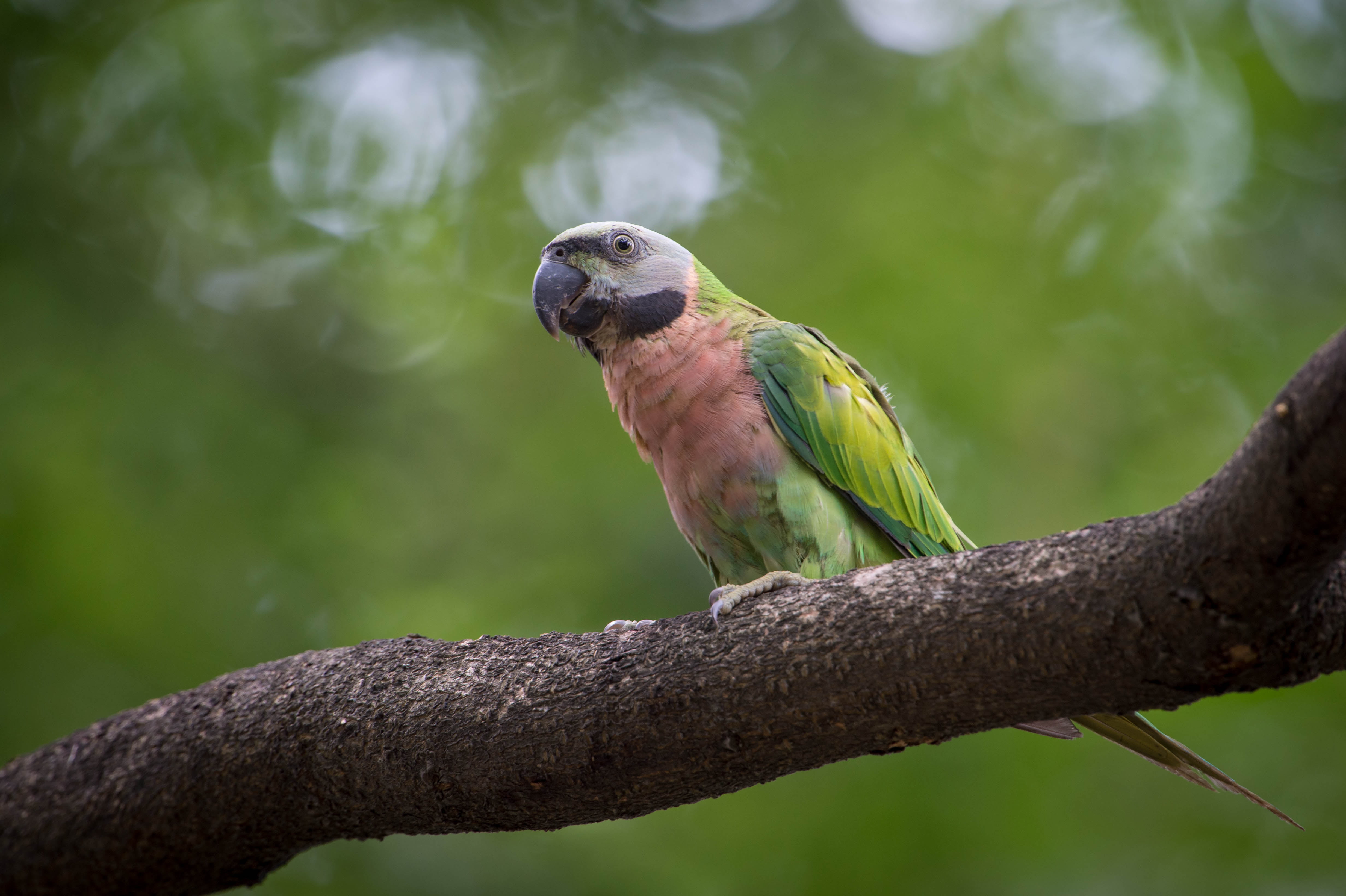 green, breasted, nature, 4K, parakeet, beak, photography, bird, macaw, tropical Climate, trunk, pets, animal, feather, tree, multi Colored, wildlife, autofocus, HD Wallpaper