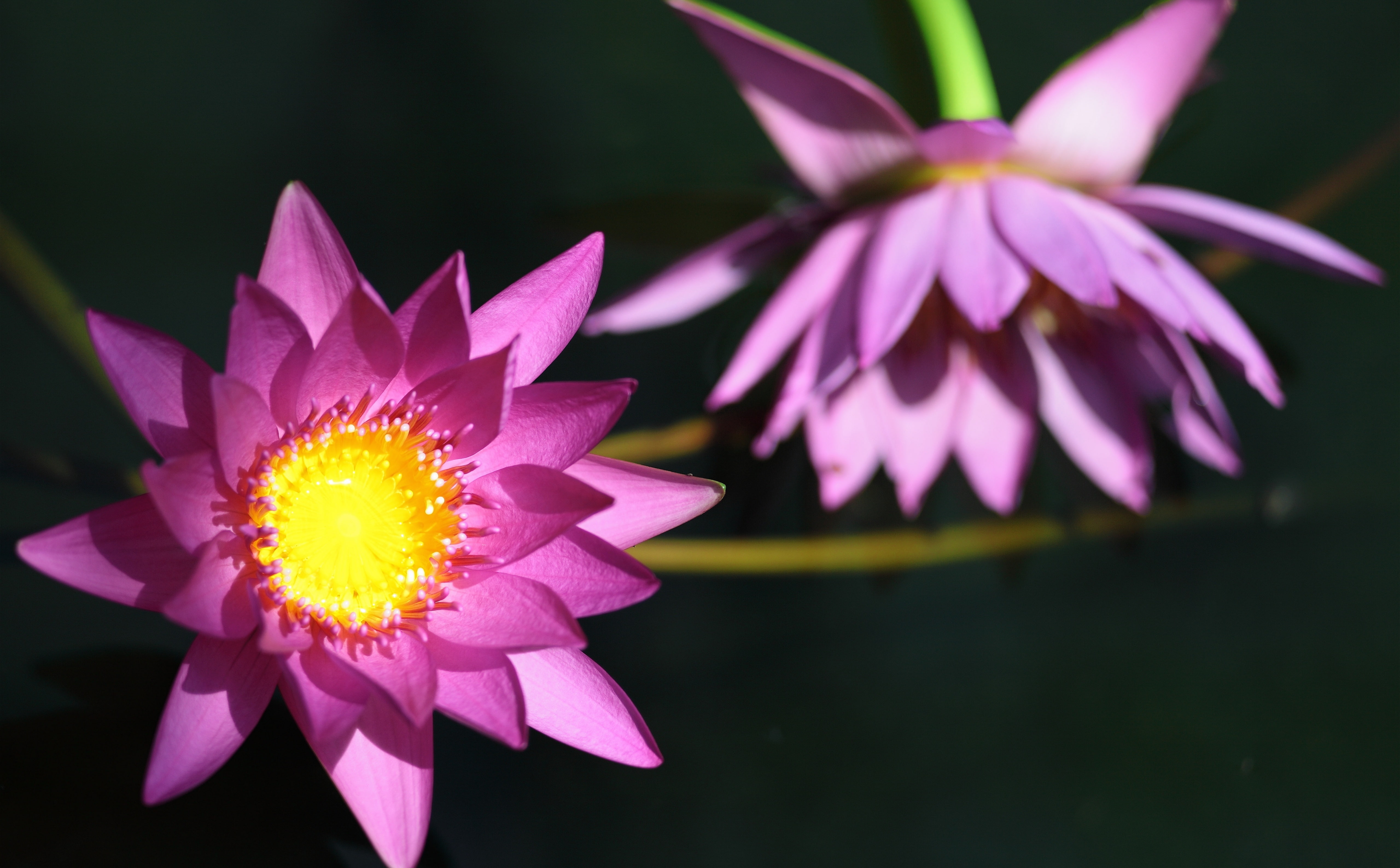 vulnerability, flowering plant, beauty in nature, growth, water, bokeh, 5dmarkii, sonnar, purple, flower, pollen, no people, plant, canon, close-up, inflorescence, HD Wallpaper