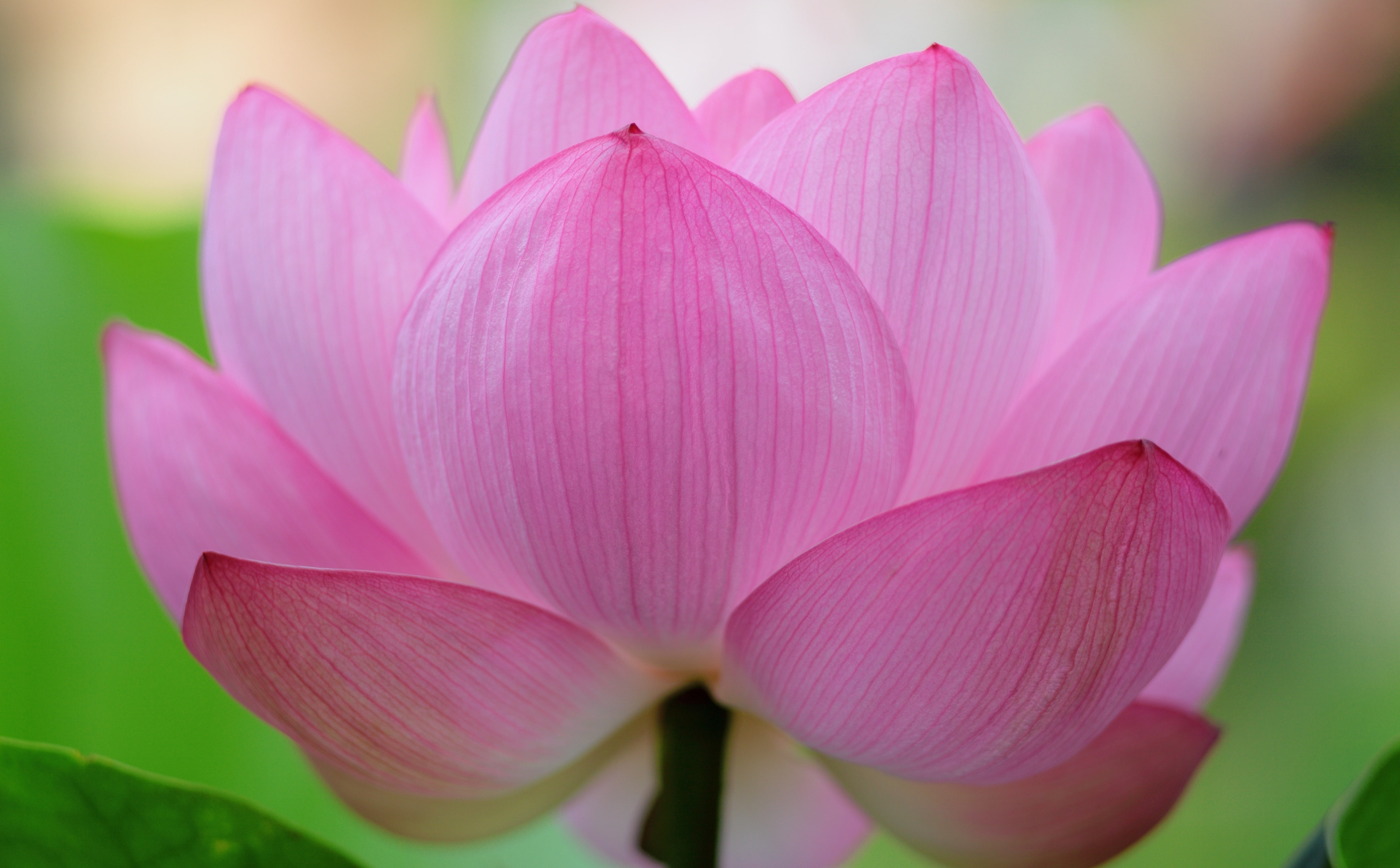 lily, inflorescence, Flower, softness, sonnar, Nature, no people, Pink, carlzeissjena, plant, flowering plant, vulnerability, pink color, flower head, fragility, HD Wallpaper
