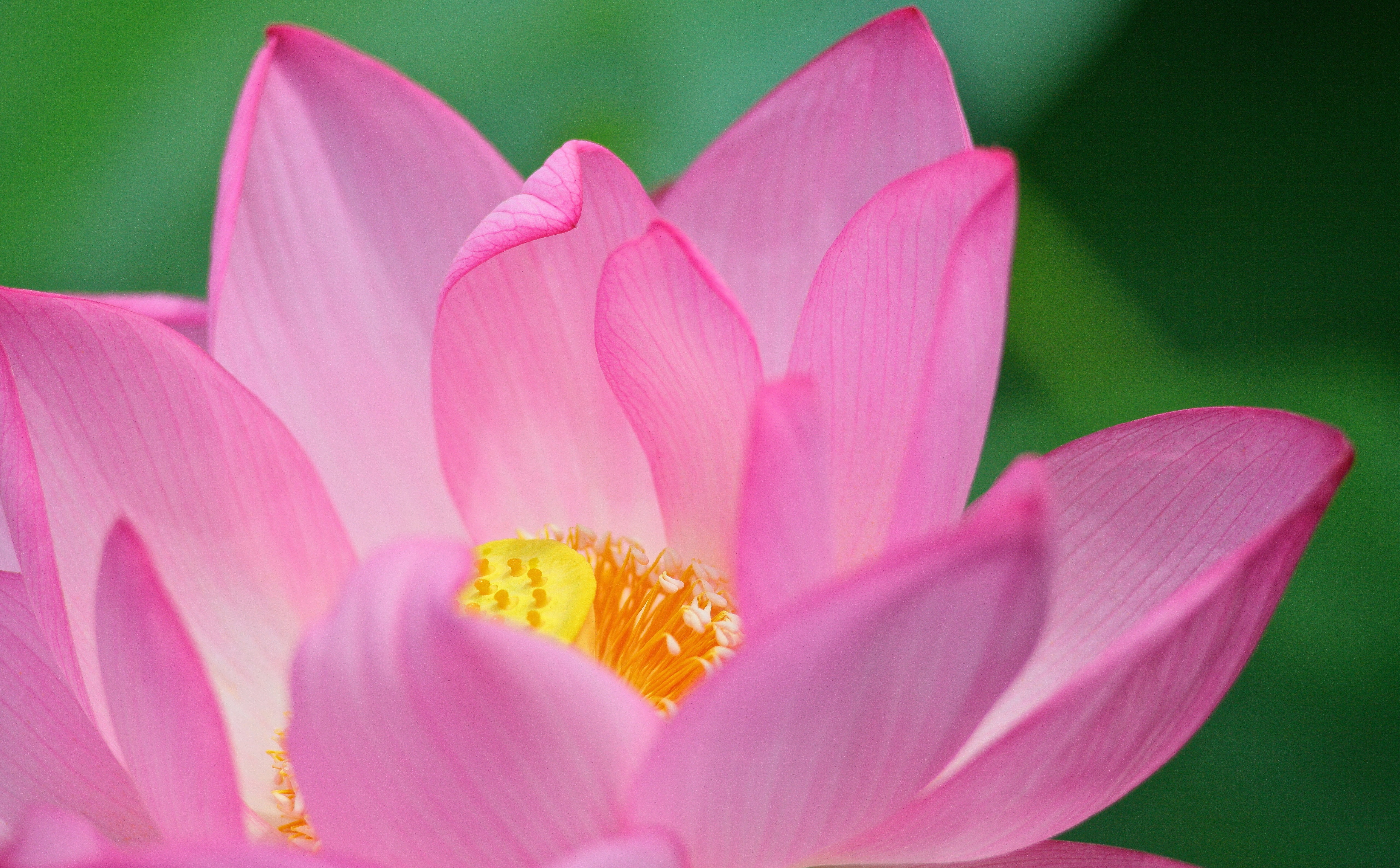 sonnar, flowering plant, 5K, vulnerability, canon, carlzeissjena, water lily, plant, growth, freshness, lily, Macro, softness, springtime, Japan, Lotus, HD Wallpaper