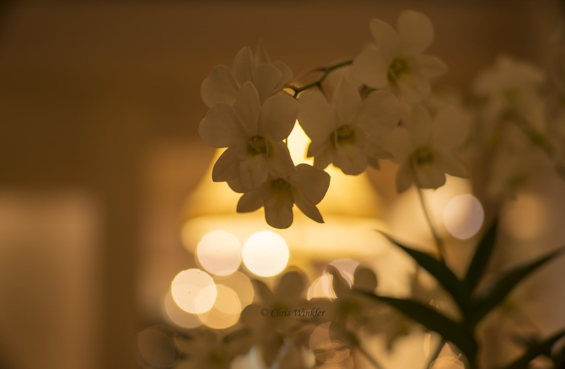 selective focus, fragility, Leica, close-up, 1080P, plant, growth, ilce7r, inflorescence, outdoors, America, nature, Travel, Aero, vulnerability, Sony, HD Wallpaper