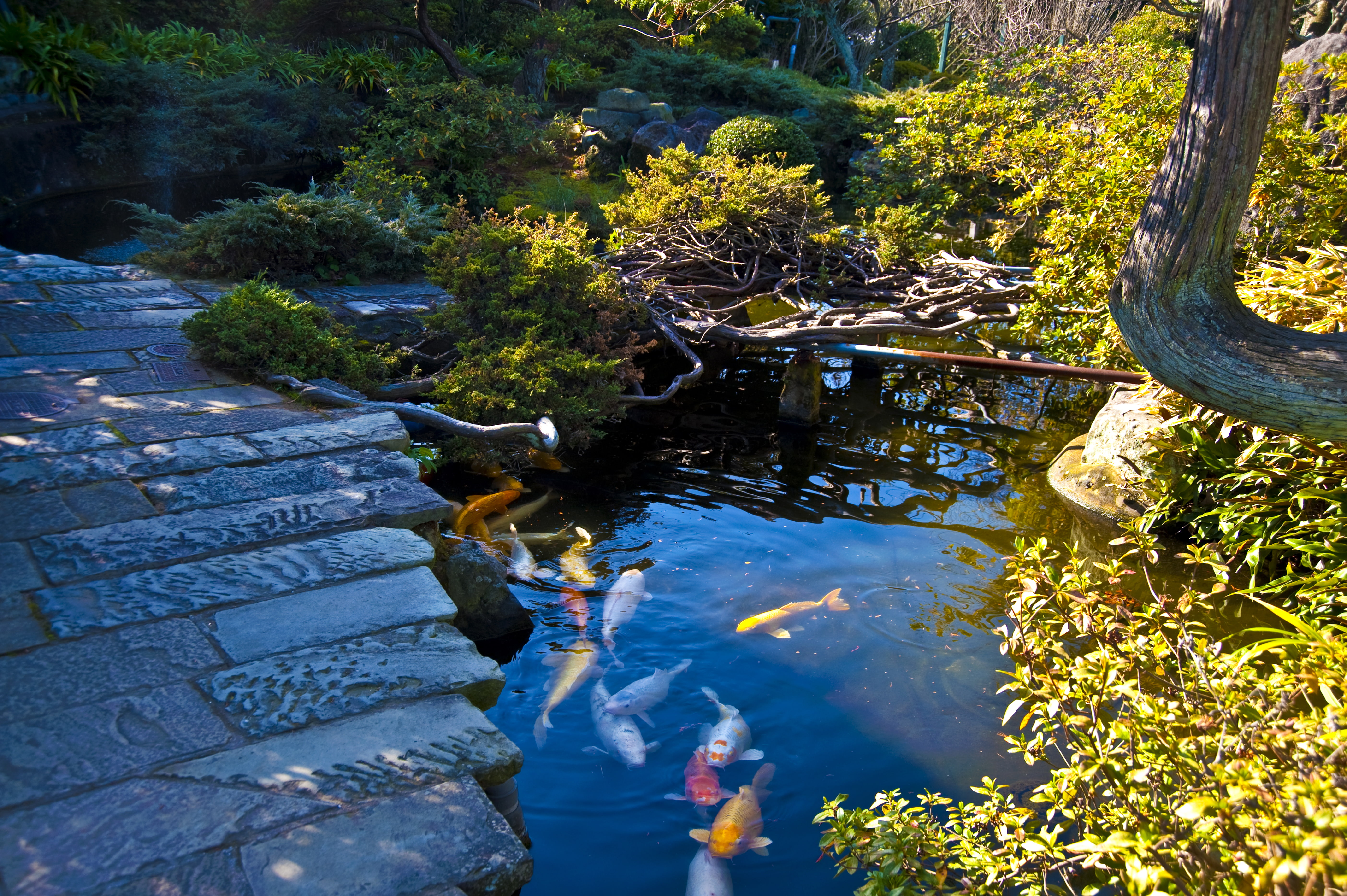 Japan, garden, colorful, Nagasaki, stones, the bushes, Japanese garden, fish, track, pond, 5K, HD Wallpaper