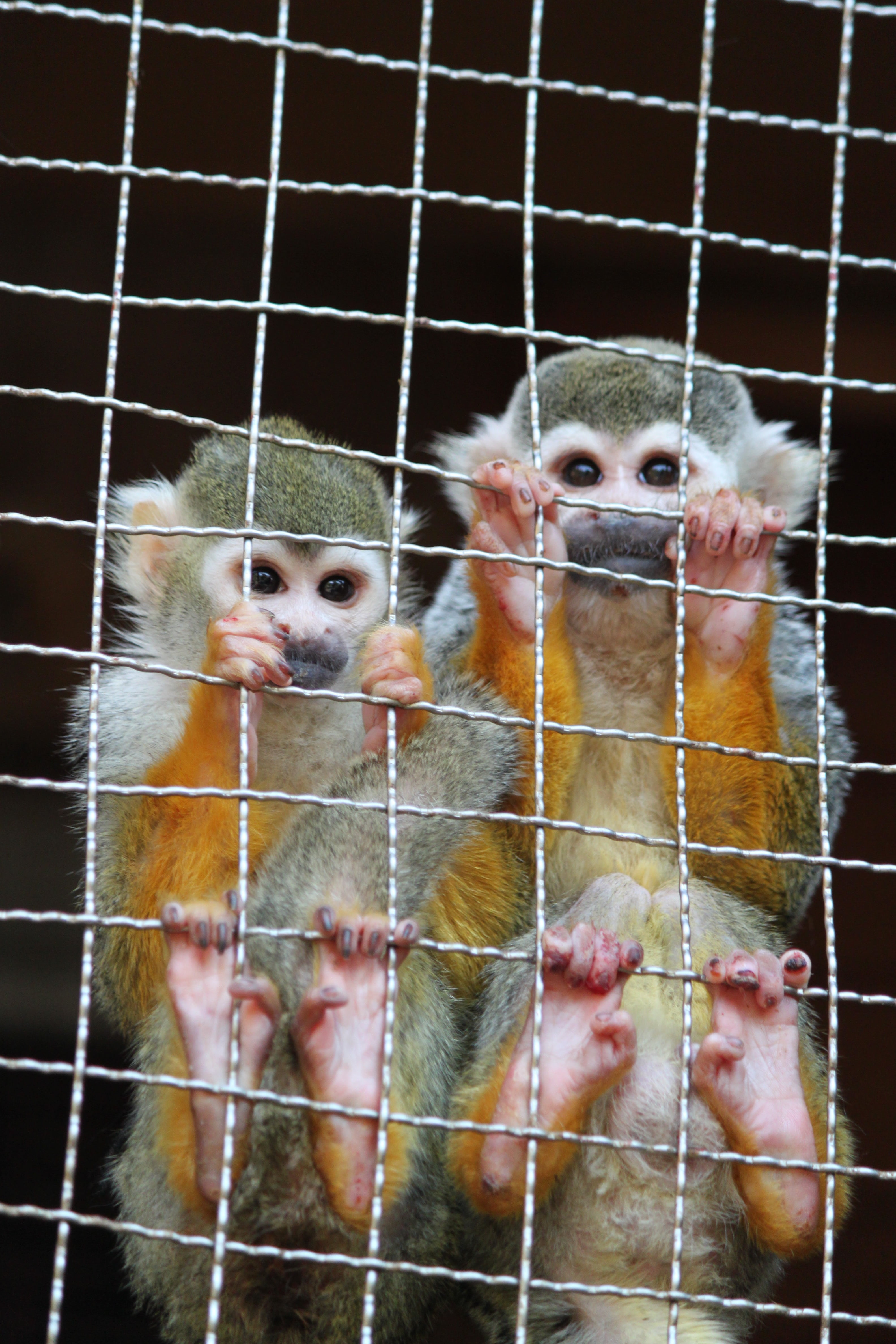 cage, looking at camera, animal, animal themes, cute, young animal, day, brothers and sisters, portrait, no people, monkey, togetherness, animal family, Phone HD Wallpaper