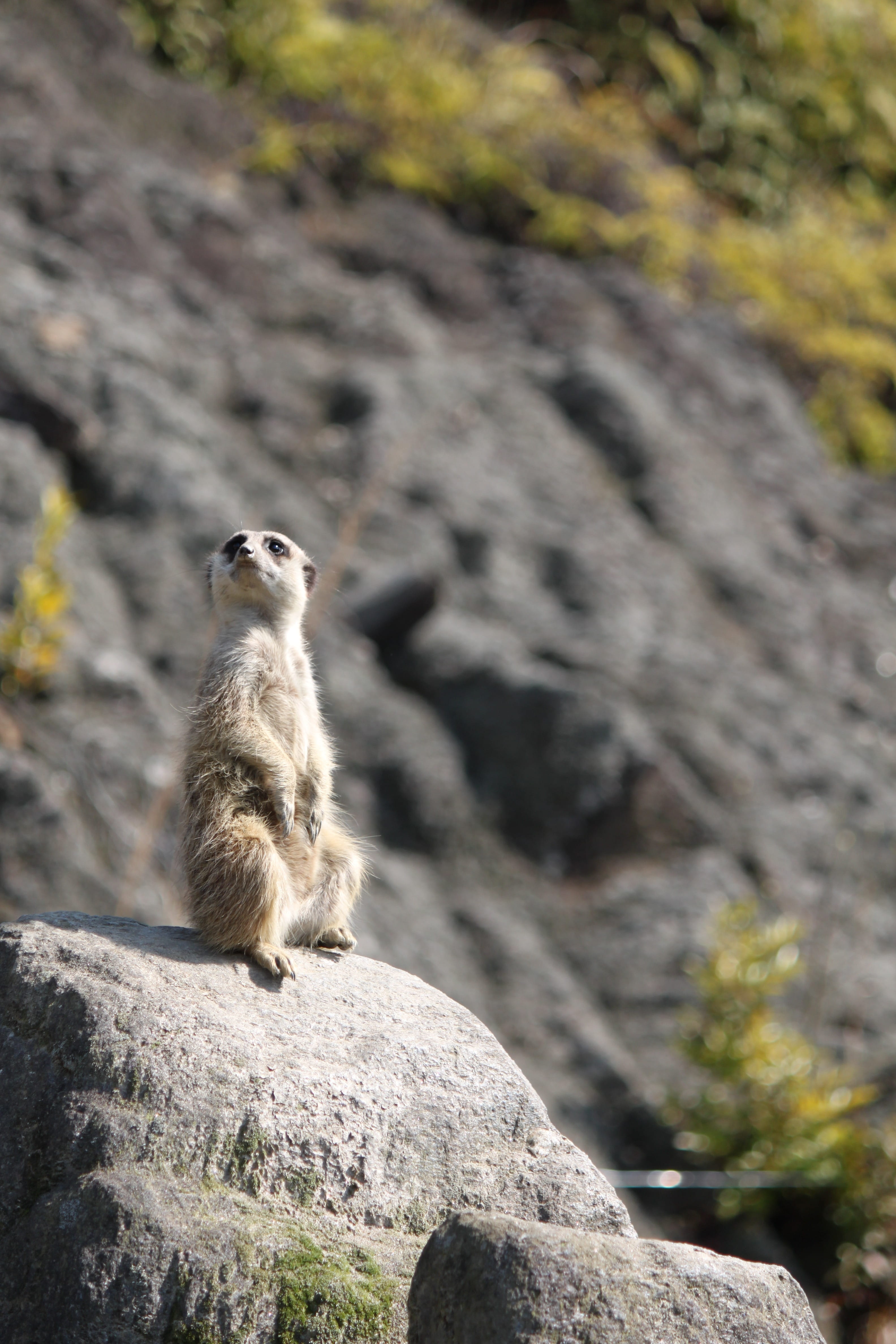 rock - object, sitting, day, no people, animal wildlife, nature, nagasaki bio park, vertebrate, animals in the wild, animal thinking, park, zoo, animal themes, Phone HD Wallpaper