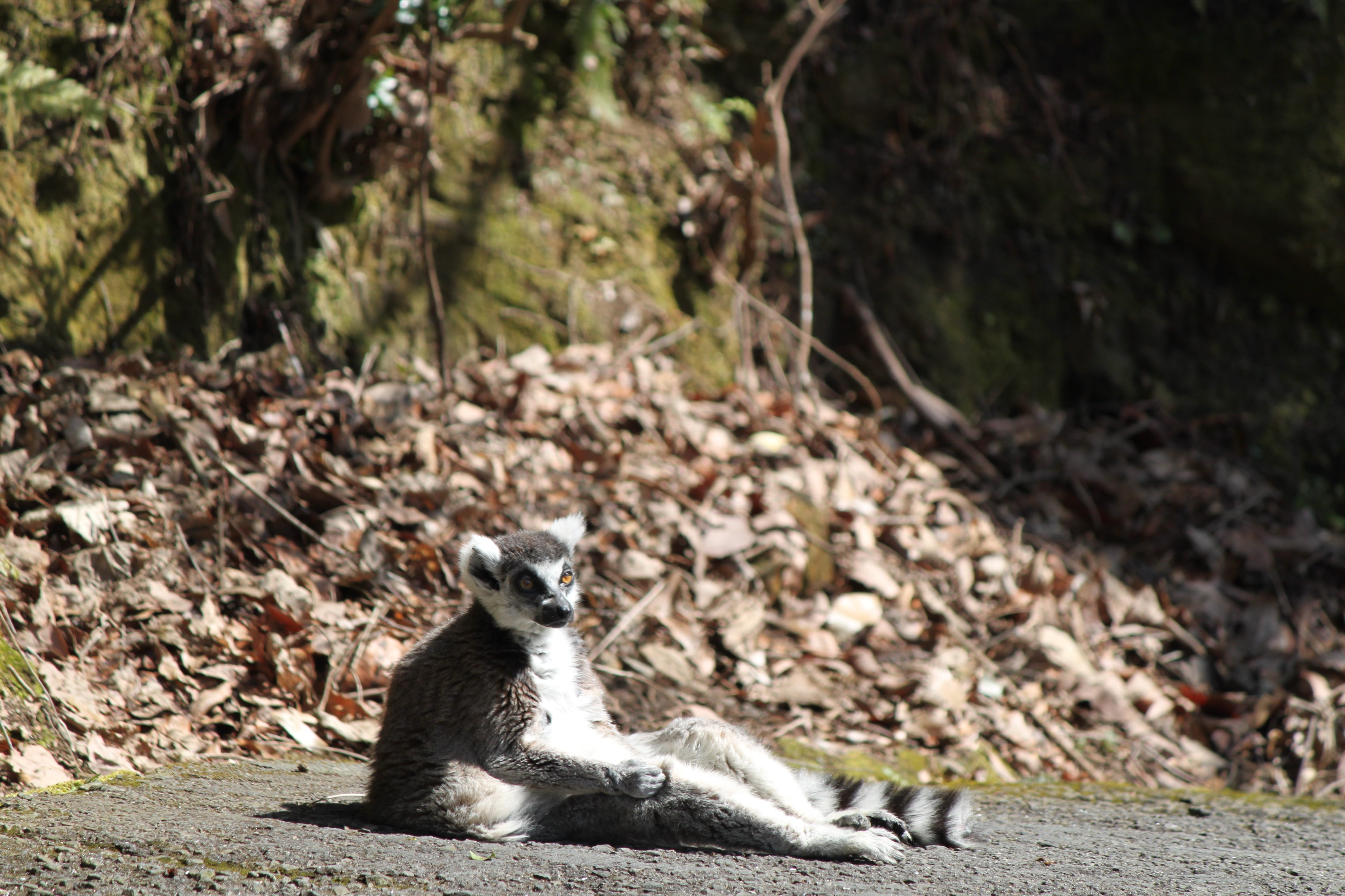day, plant, sunlight, looking away, nagasaki bio park, animals sit on the street, animals in the wild, land, no people, animal themes, zoo, focus on foreground, HD Wallpaper