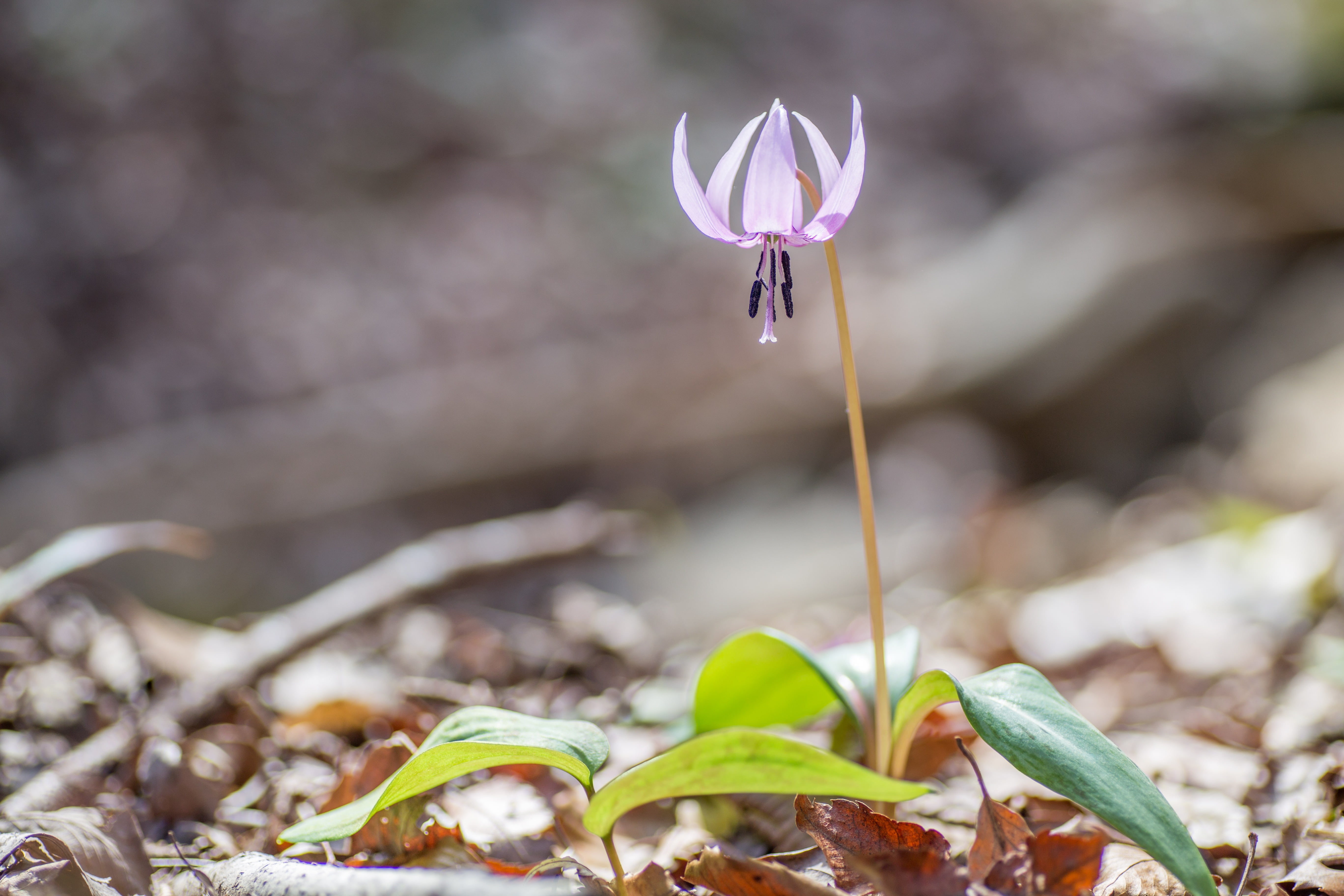 crocus, sprout, flowering plant, focus on foreground, stamen, land, day, nature, no people, miyagi prefecture, pistil, fragility, iris, alpine plant, beauty in nature, HD Wallpaper