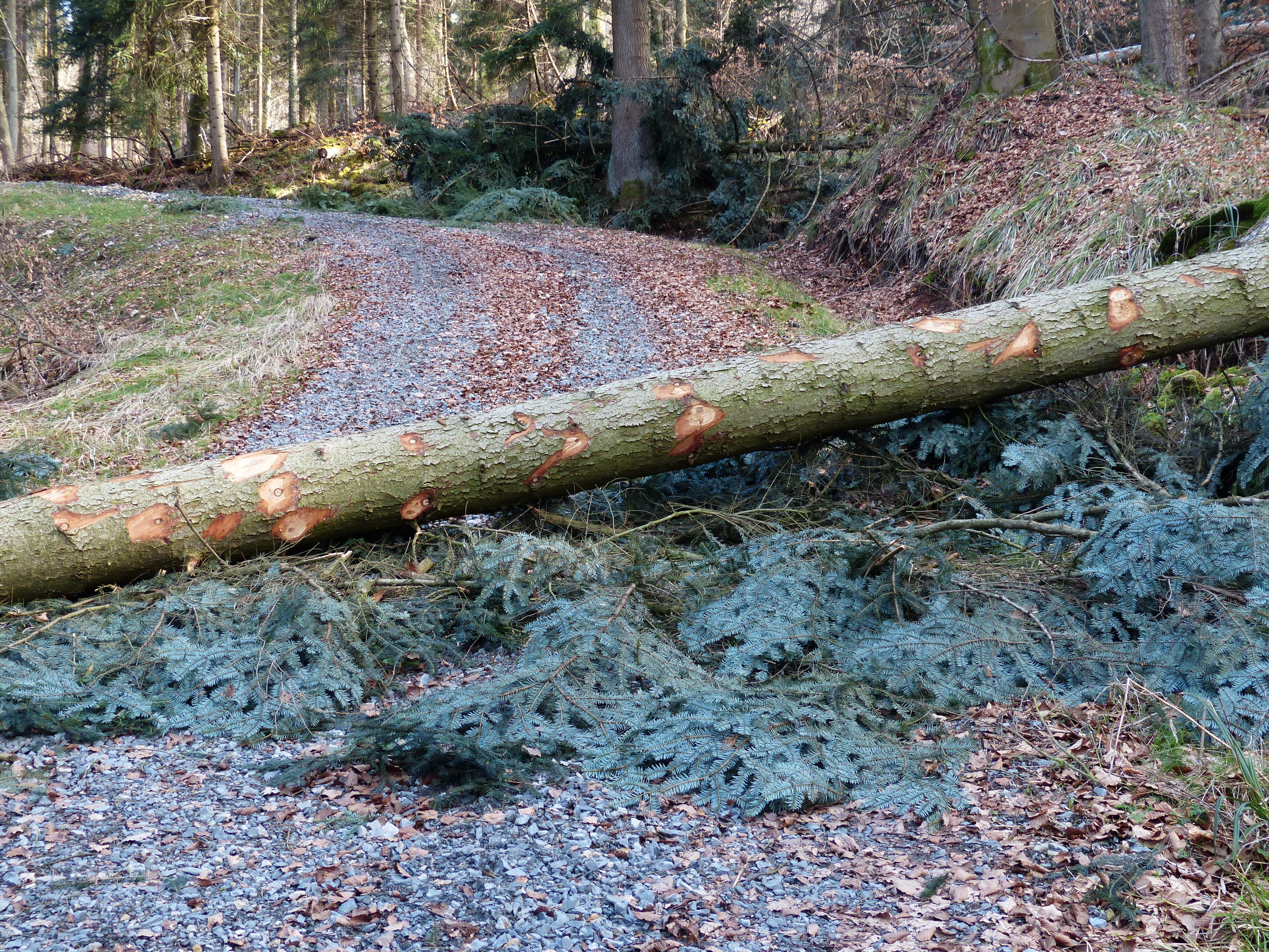 plant, tree, wood casework, land, forest, log, falling, blocked, blocking, tranquility, obstacle, moss, forest work, nature, weathered, day, no people, HD Wallpaper