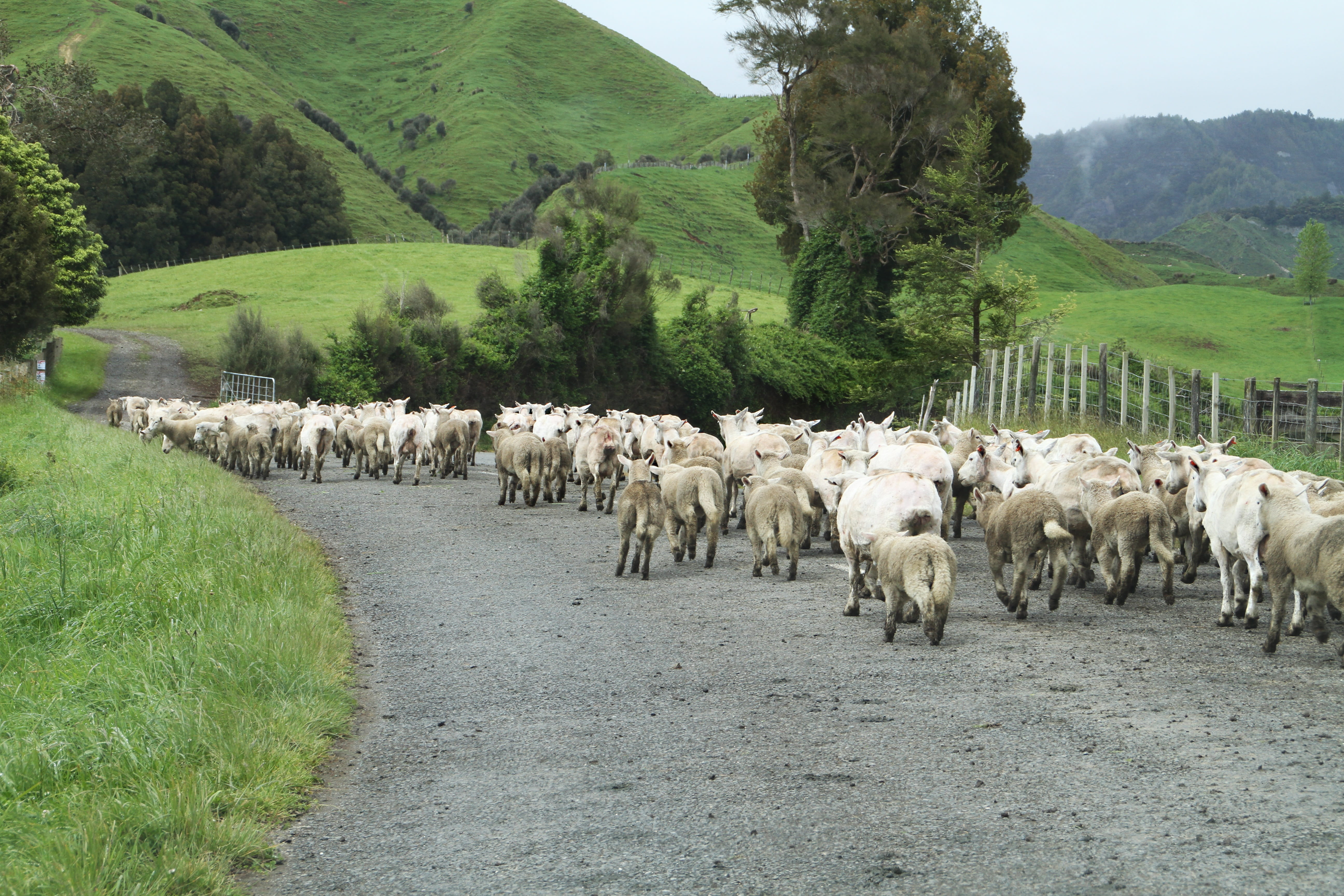 sheep, large group of animals, landscape, tree, herd, road, mammal, green color, plant, flock of sheep, group of animals, vertebrate, herbivorous, land, HD Wallpaper