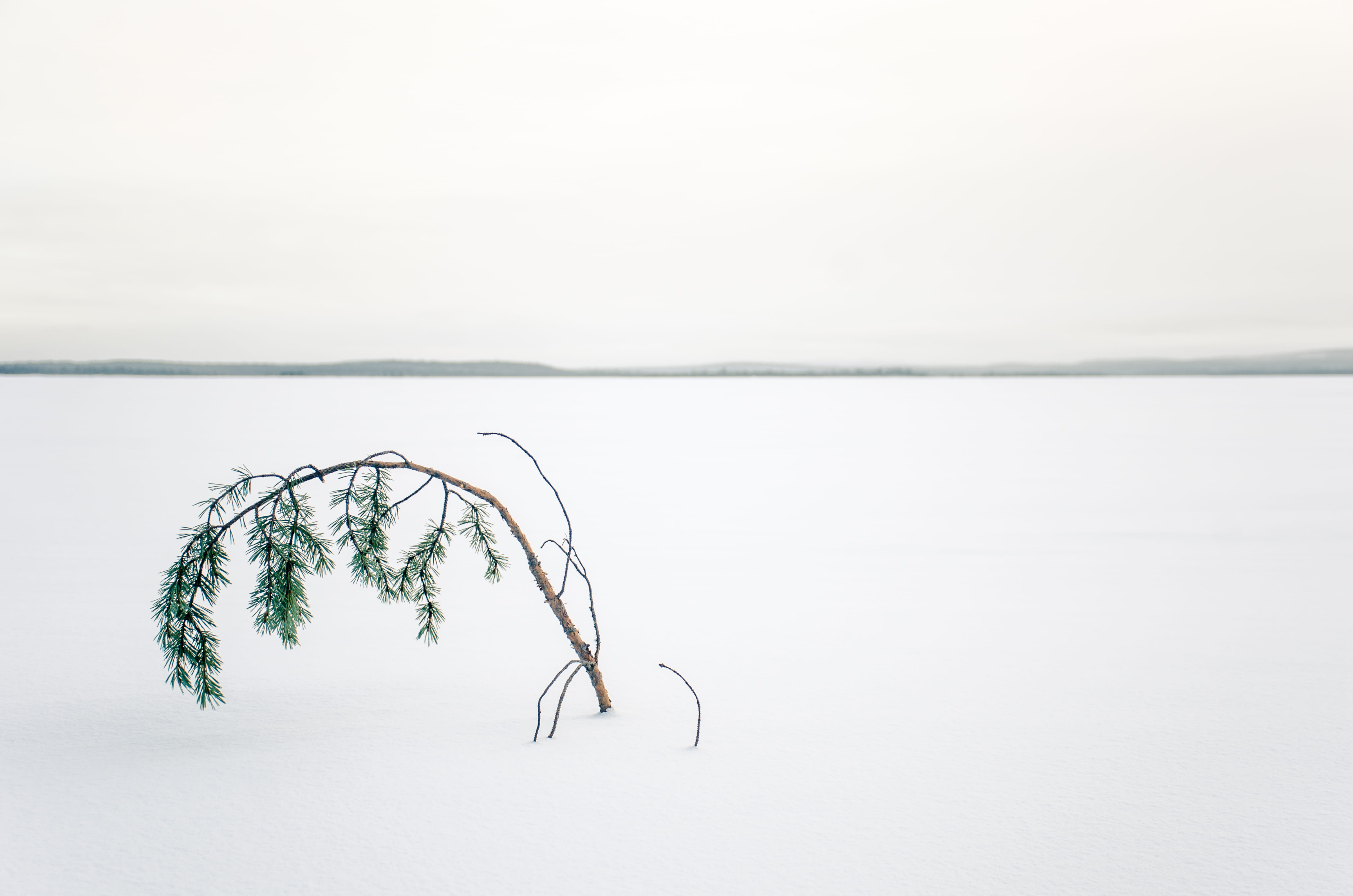 ice, 4K, grey, sea, tree, ocean, horizon, beauty in nature, nature, middle, outdoors, landscape, sand, tranquil scene, no people, snow, water, panoramic, HD Wallpaper