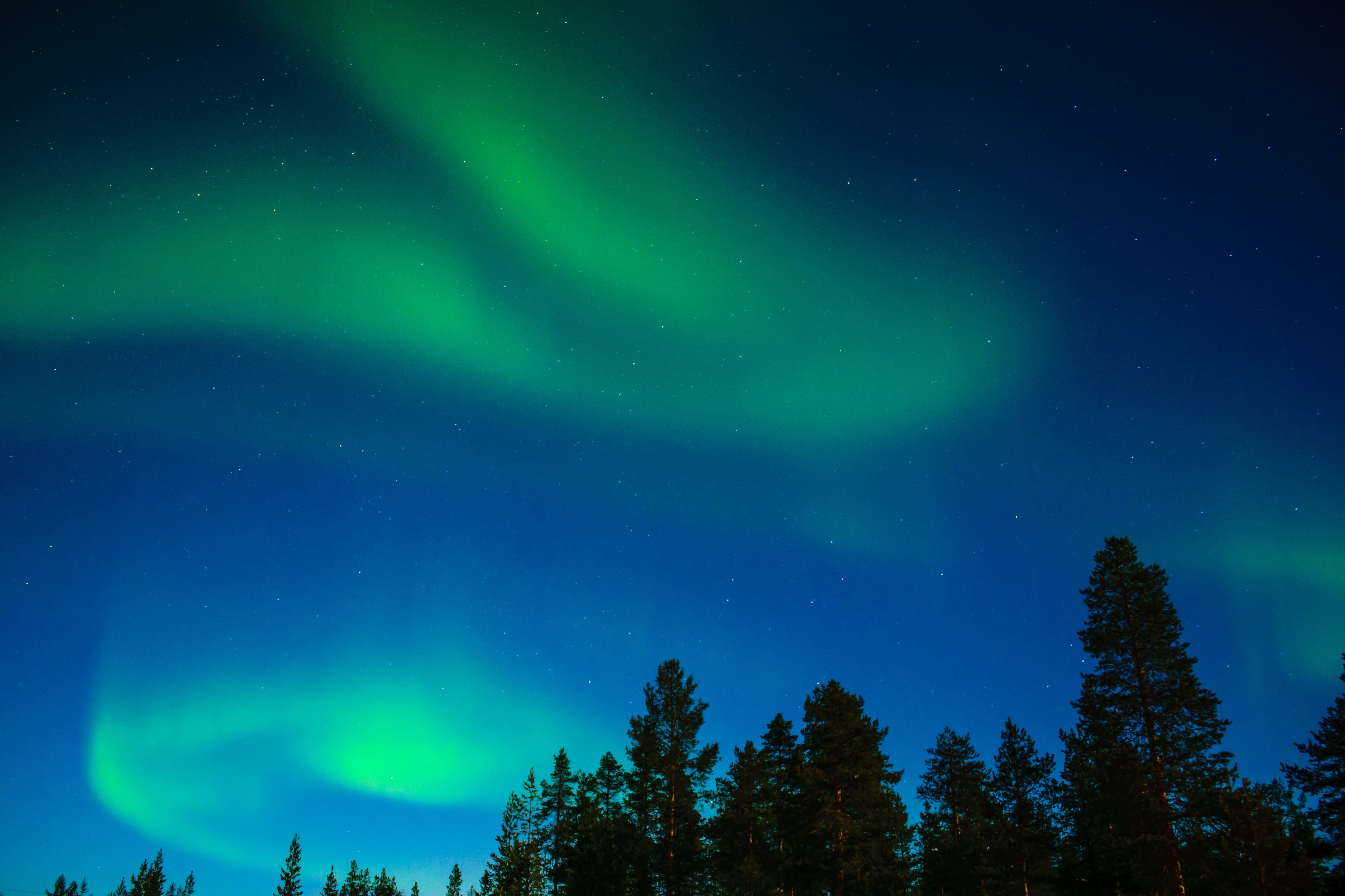 green color, trees, scenics - nature, majestic, tree, 5K, borealis, power in nature, dramatic sky, luminosity, mystery, space, aurora borealis, tranquility, HD Wallpaper