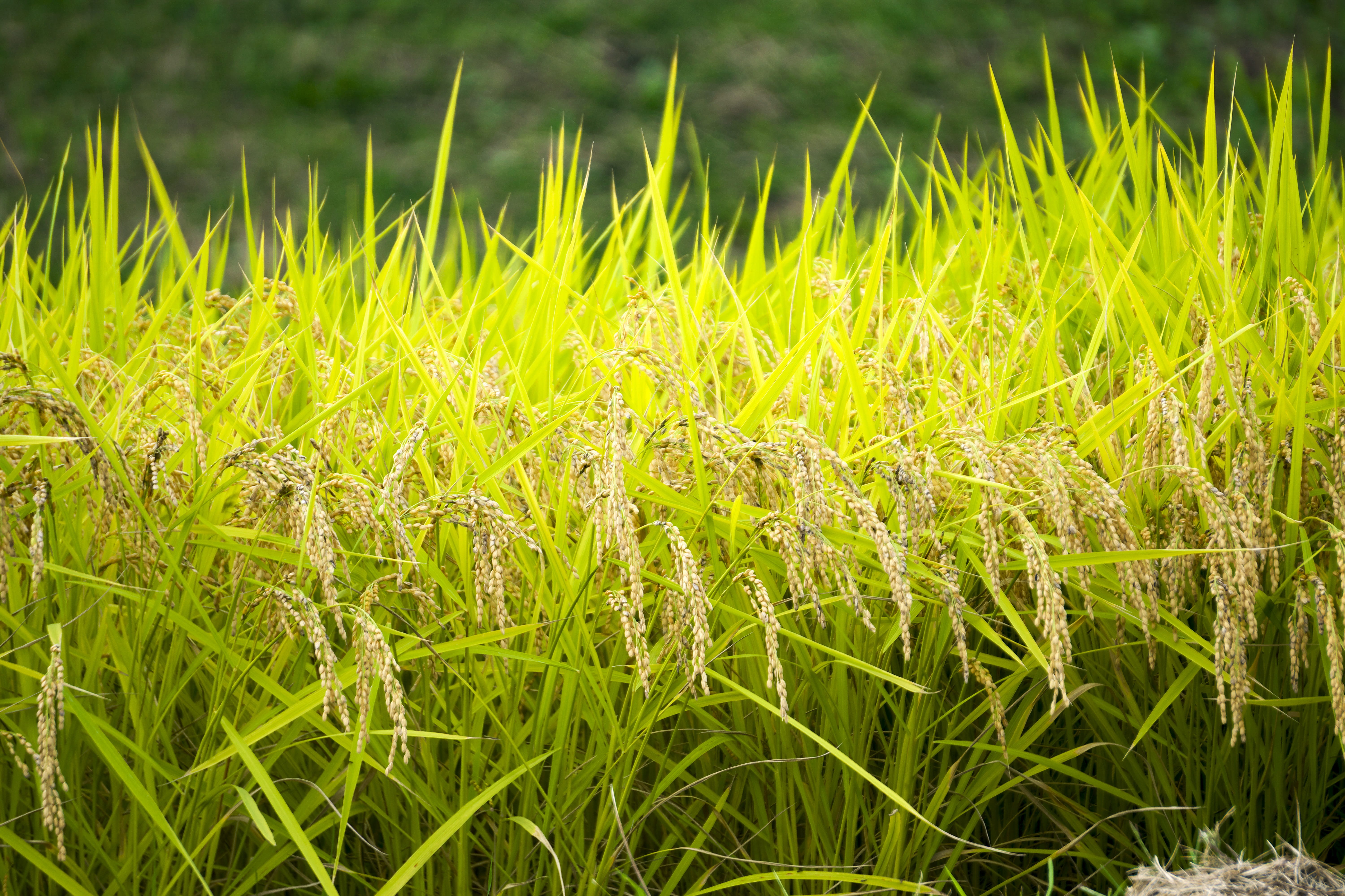 meadow, rice cultivation, cereal plant, rice Paddy, paddy field, close-up, leaf, tranquility, beauty in nature, blade of grass, focus on foreground, 5K, HD Wallpaper
