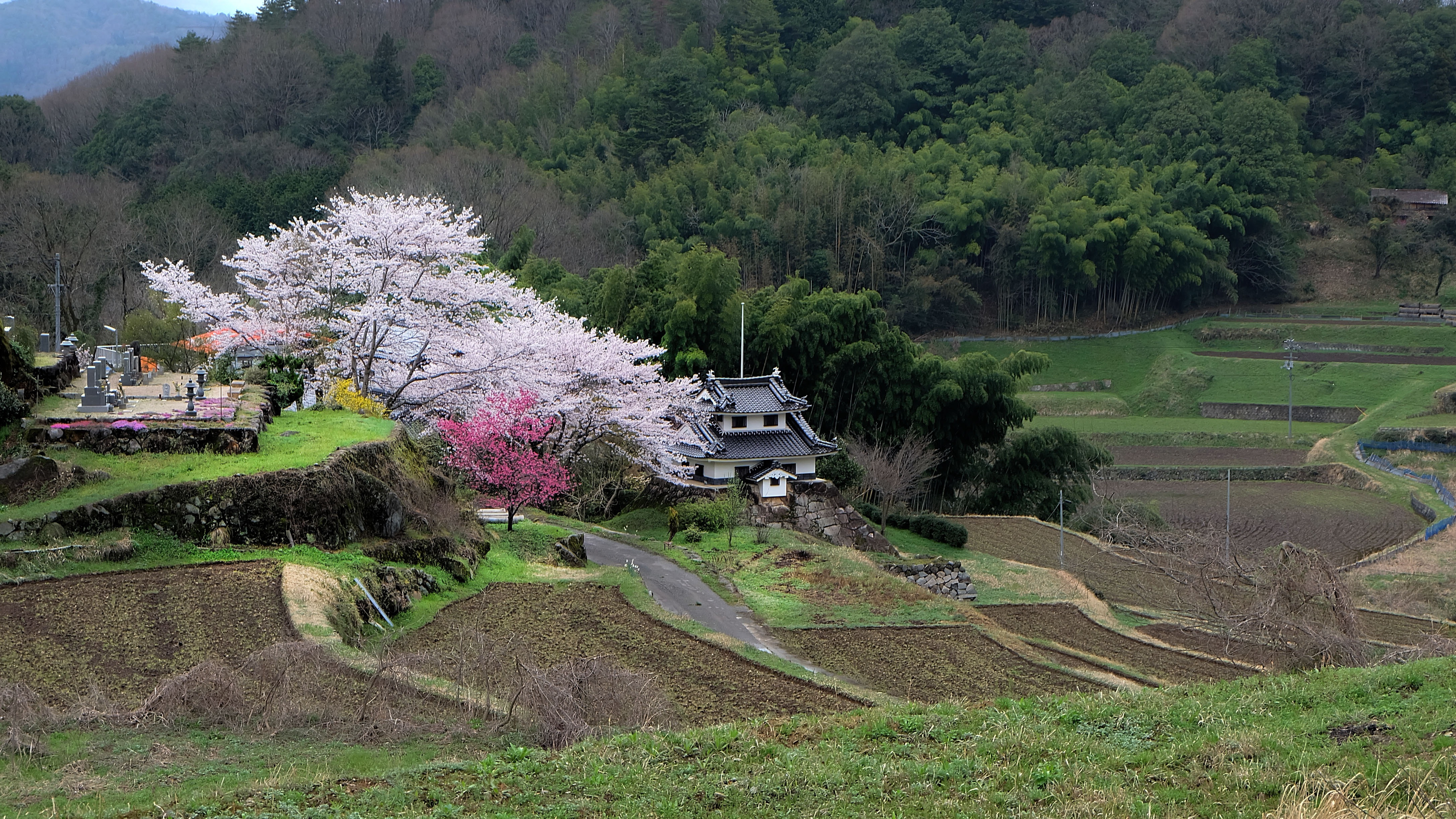 photo, springtime, landscape, house, built structure, yamadas rice fields, near, scenics - nature, flowering plant, no people, tree, growth, cherry blossom, HD Wallpaper