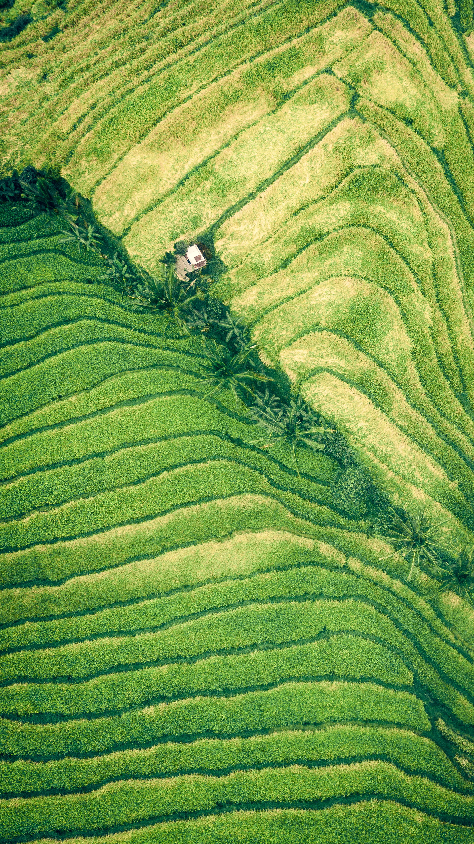 terraced field, aerial view, no people, nature, grass, agriculture, vegetation, rural scene, tea crop, green color, landscape, tree, field, mountain, grassland, Phone HD Wallpaper