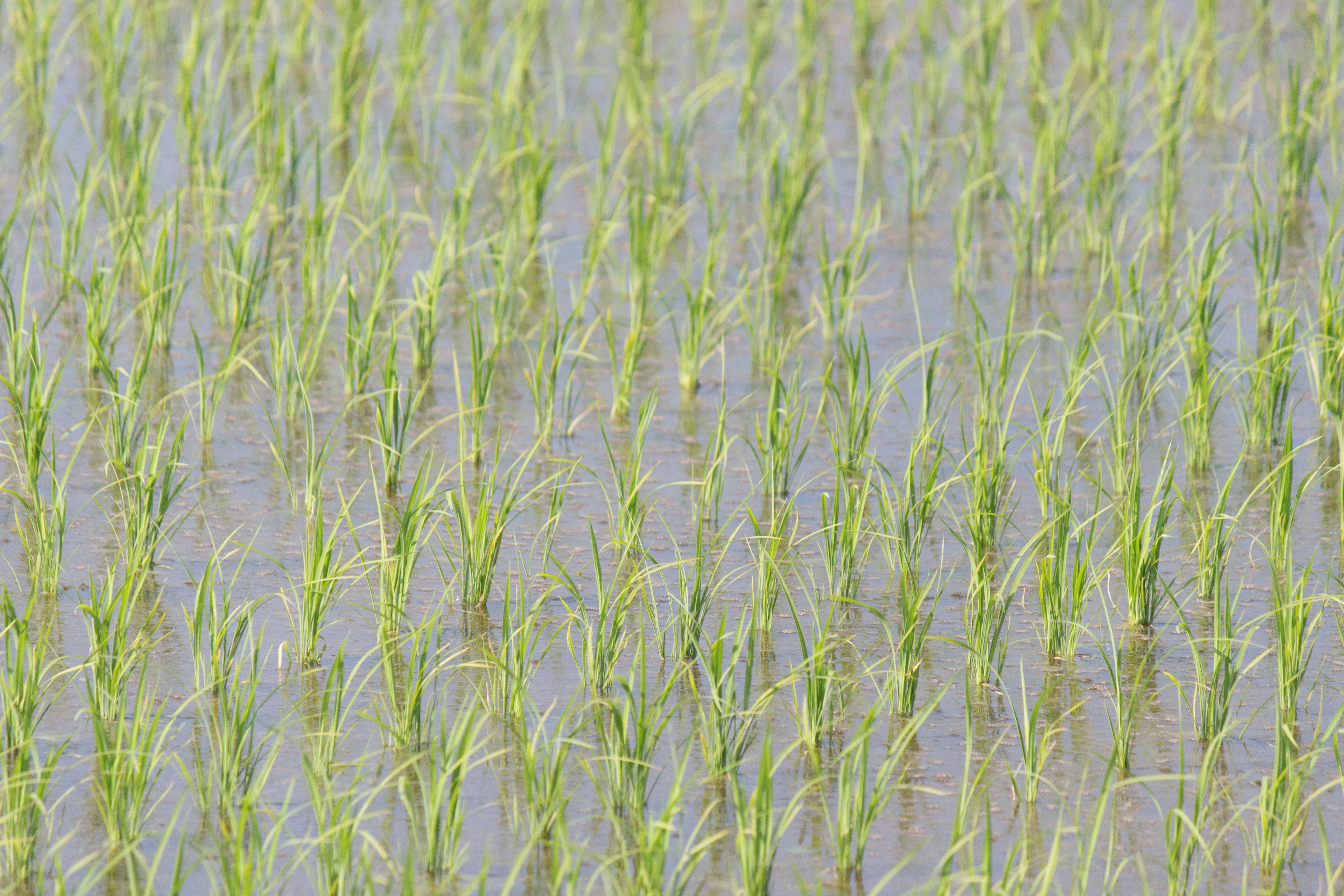 scenics - nature, 5K, outdoors, field, cereal plant, growth, day, backgrounds, beauty in nature, yamadas rice fields, nature, plant, crop, japan, agriculture, HD Wallpaper