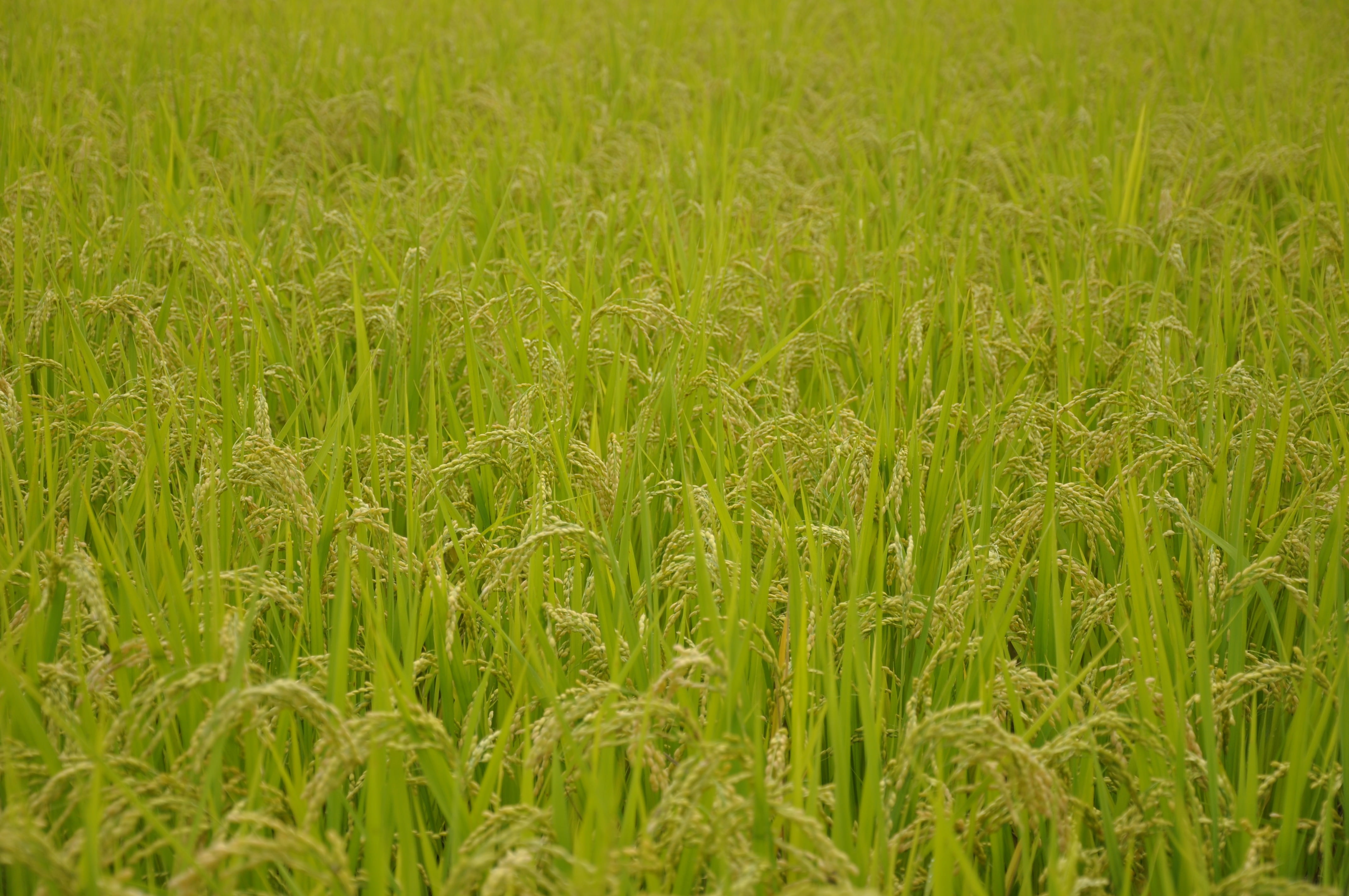 japan, tranquility, usd, land, beauty in nature, nature, farm, freshness, landscape, rice, growth, day, full frame, outdoors, green color, backgrounds, HD Wallpaper