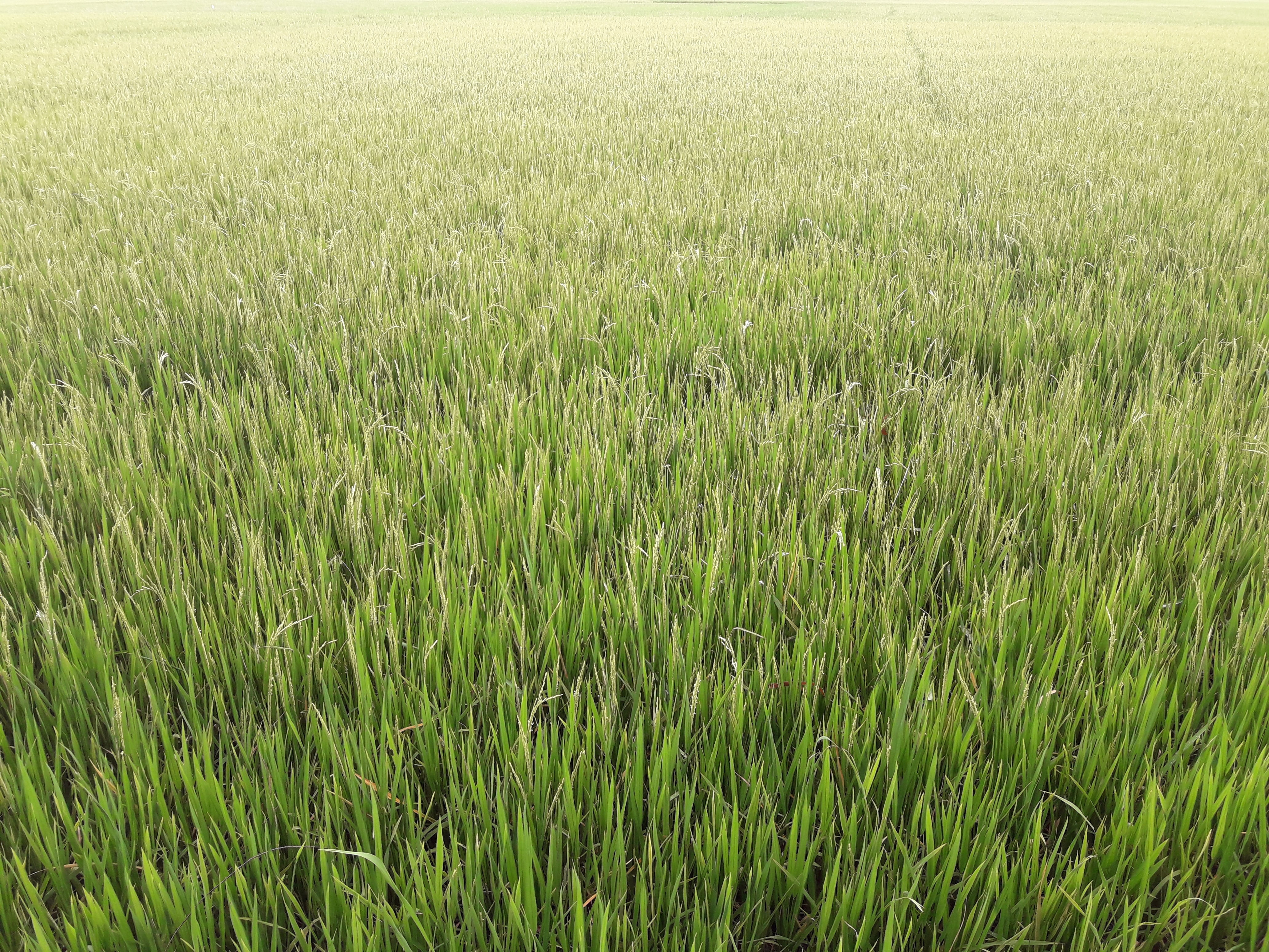rice cooked, environment, day, land, peaceful, grass, rice fields, agriculture, the countryside, no people, 4K, outdoors, plant, farm, beauty in nature, HD Wallpaper
