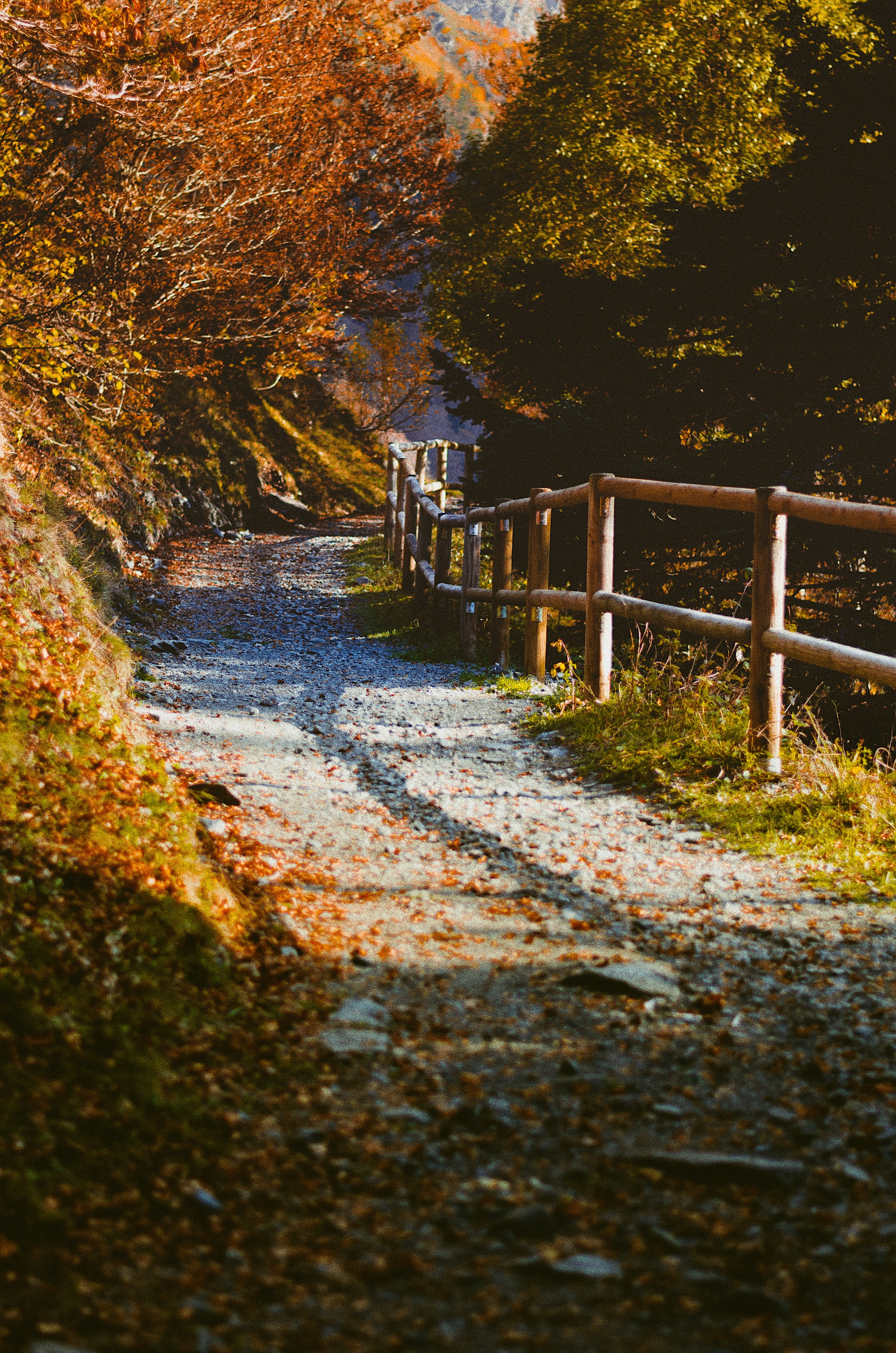 autumn, trees, 4K, bridge, tree, footpath, leaf, near, water, plant, day, brown, plant part, woodland, fences, forest, the way forward, transportation, Phone HD Wallpaper