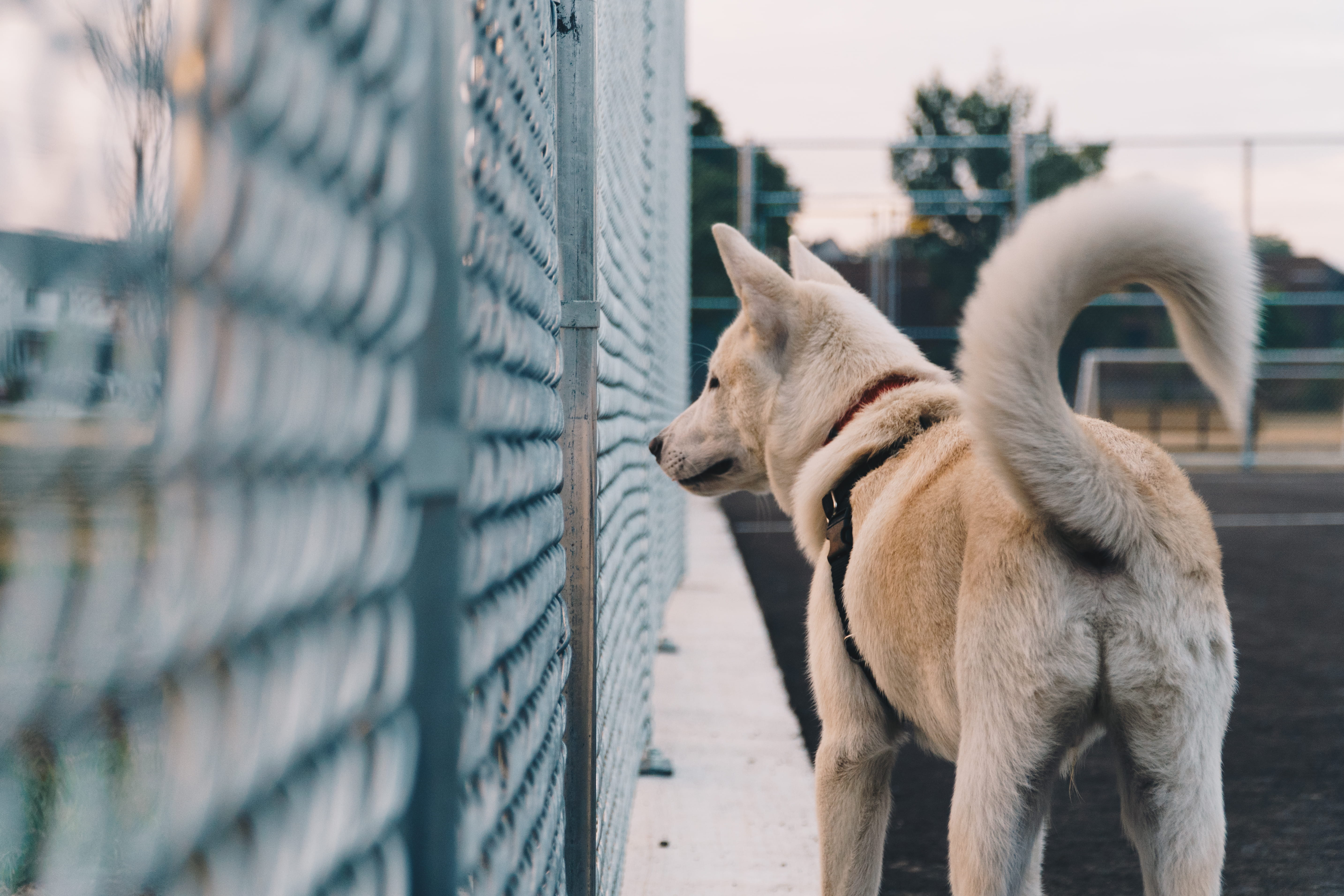 pet, fog, built structure, domestic, sculpture, statue, ornament, white, mammal, dog, pets, tail, architecture, building exterior, standing, outdoors, focus on foreground, HD Wallpaper