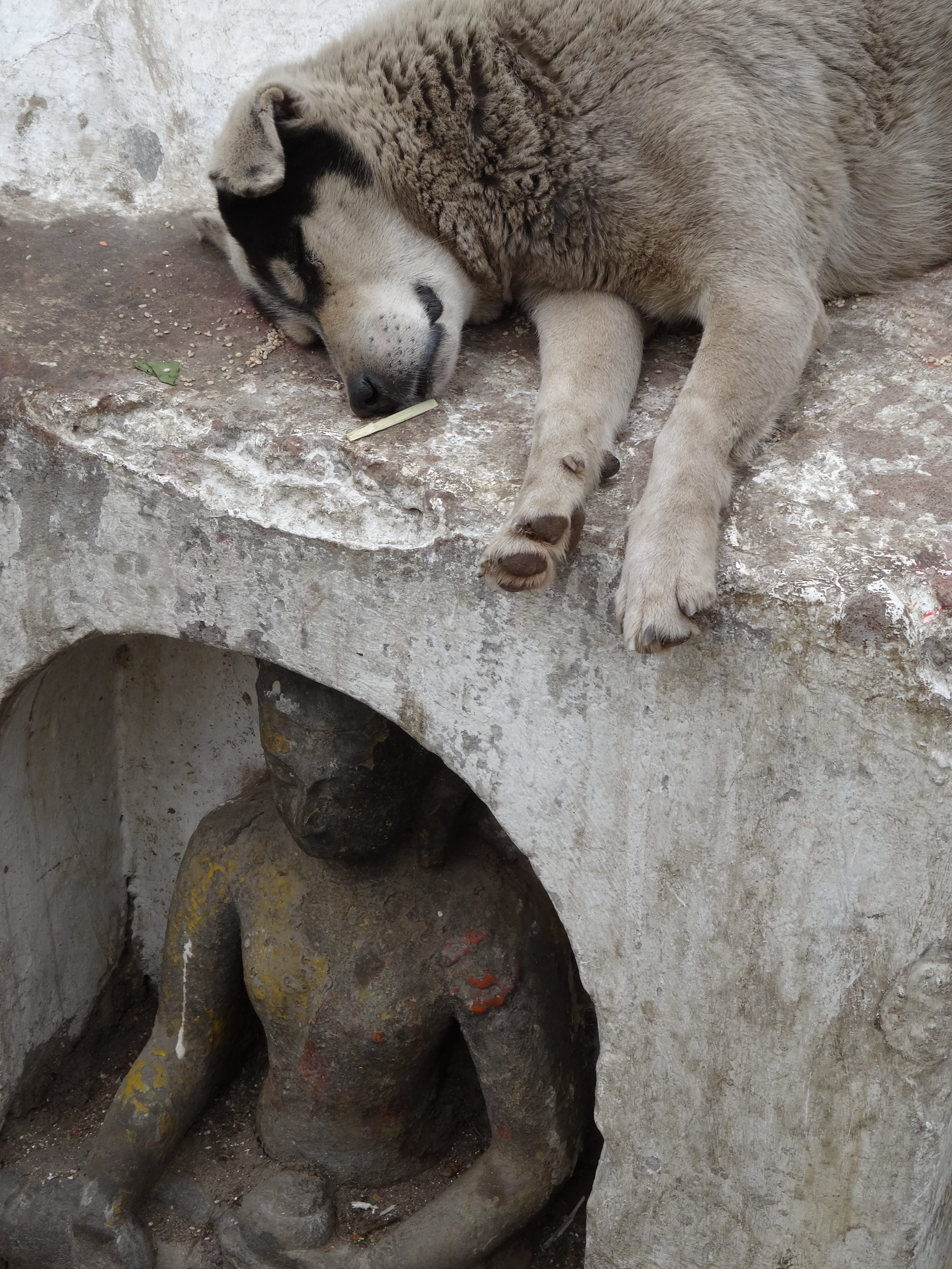 vertebrate, domestic animals, sleep, Animals, 4K, nepal, animal, relaxation, nature, one animal, Buddha, animals in the wild, mammal, wall - building feature, Phone HD Wallpaper
