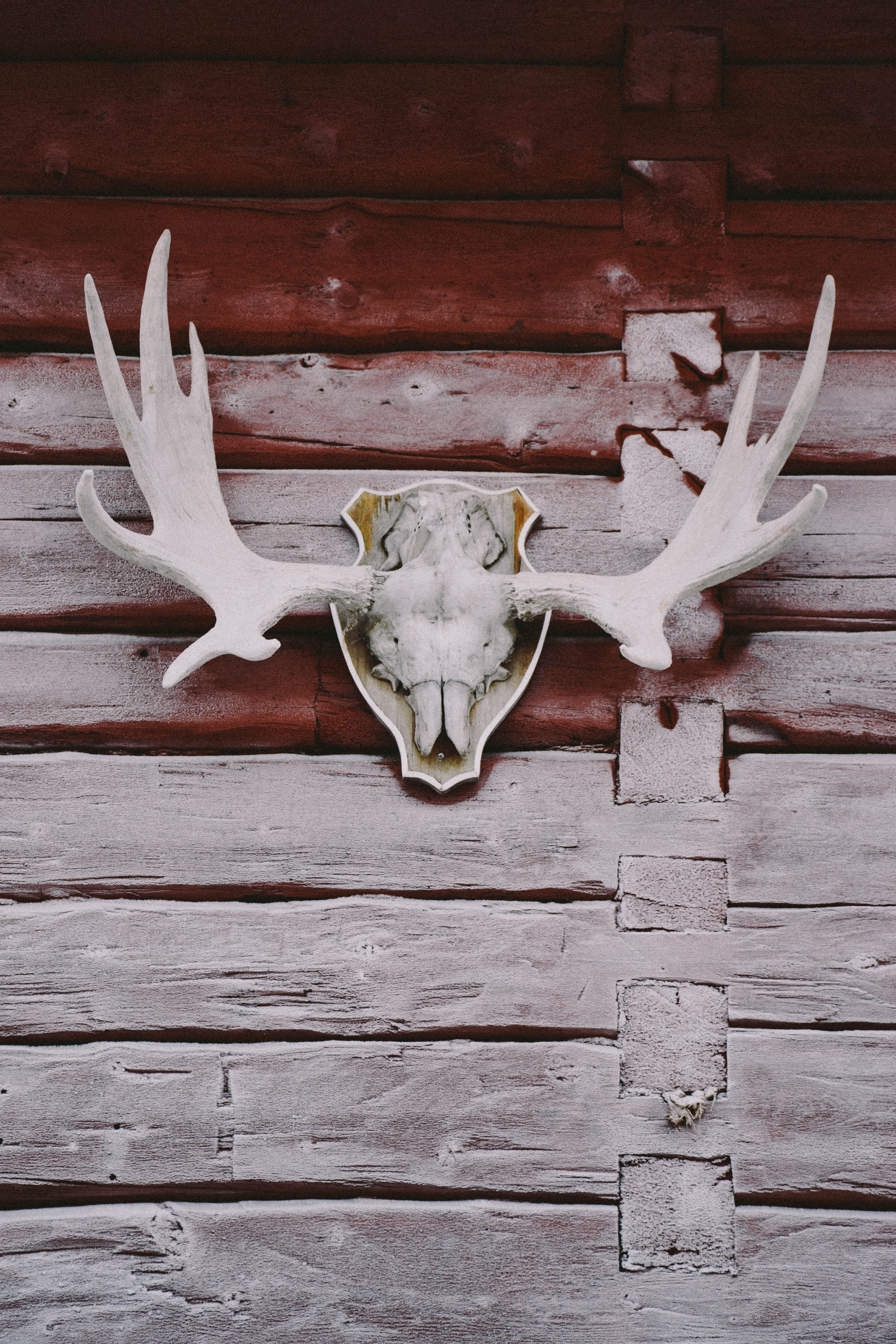 animal themes, antler, close-up, one animal, hardwood, award, gammplatsen, antelope, animal wildlife, musical instrument, horned, winter, moose, animal body part, Phone HD Wallpaper