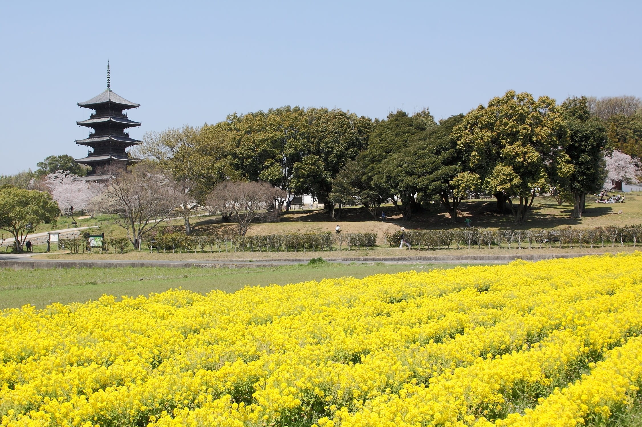 land, landscape, tranquil scene, springtime, kibi, 1080P, nature, travel destinations, flower, field, okayama, agriculture, tree, k, plant, architecture, HD Wallpaper