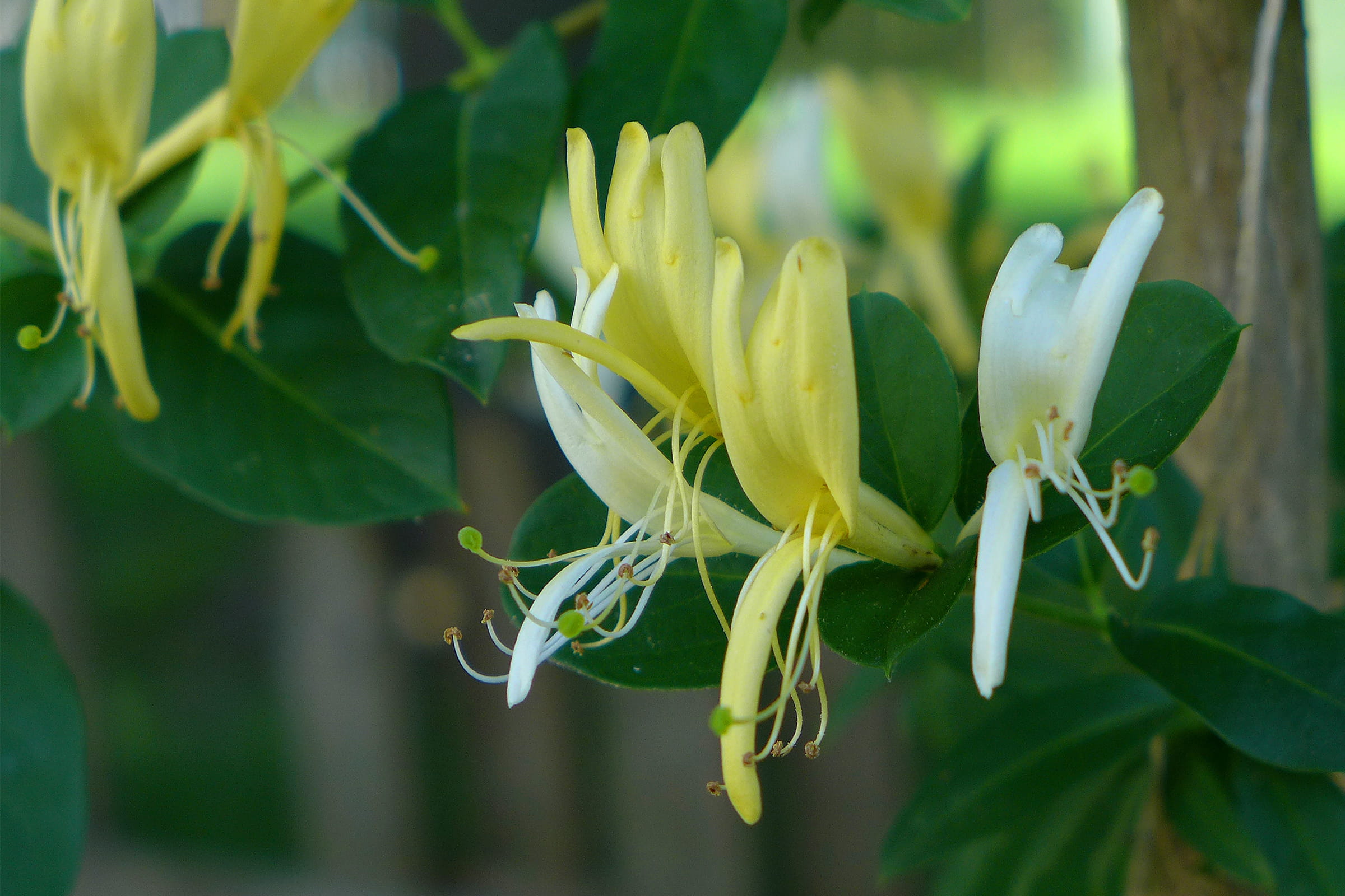 plants, pollen, no people, growth, vine, nectar, growing, flower head, yellow, scents, blossoms, vulnerability, landscapes, butterfly attractants, outdoors, HD Wallpaper