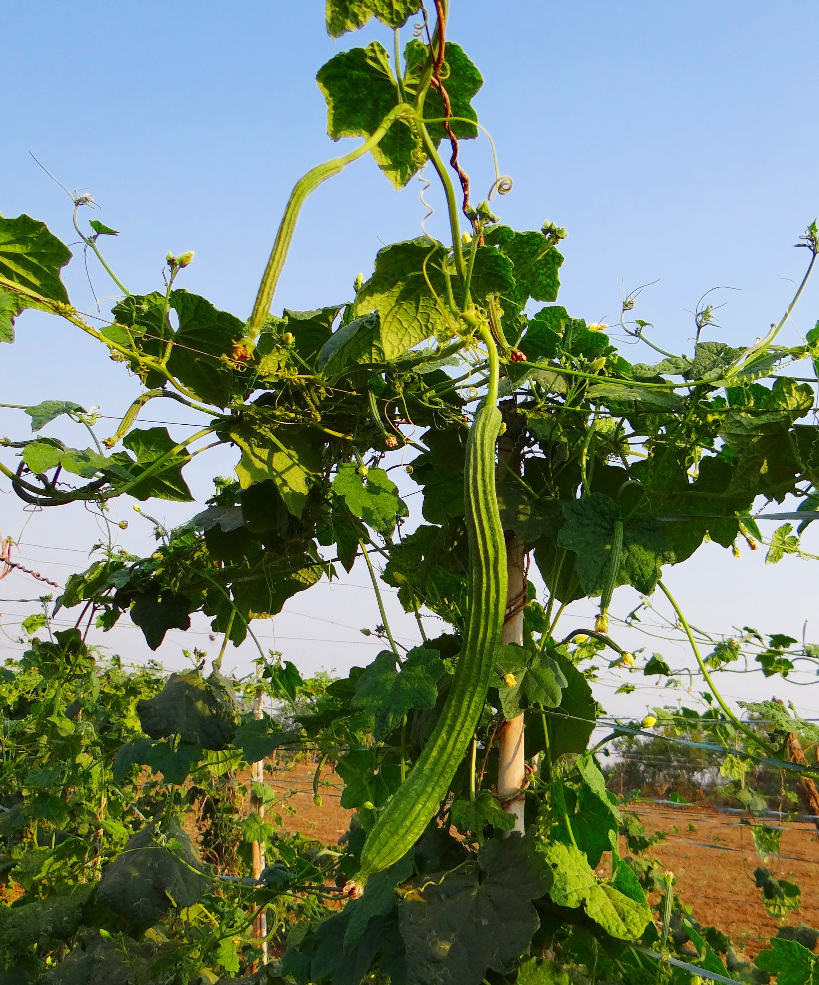 close-up, agriculture, tree, sunlight, no people, freshness, trellis, low angle view, india, farm, turai, ridge gourd, outdoors, climber, nature, plant part, Phone HD Wallpaper