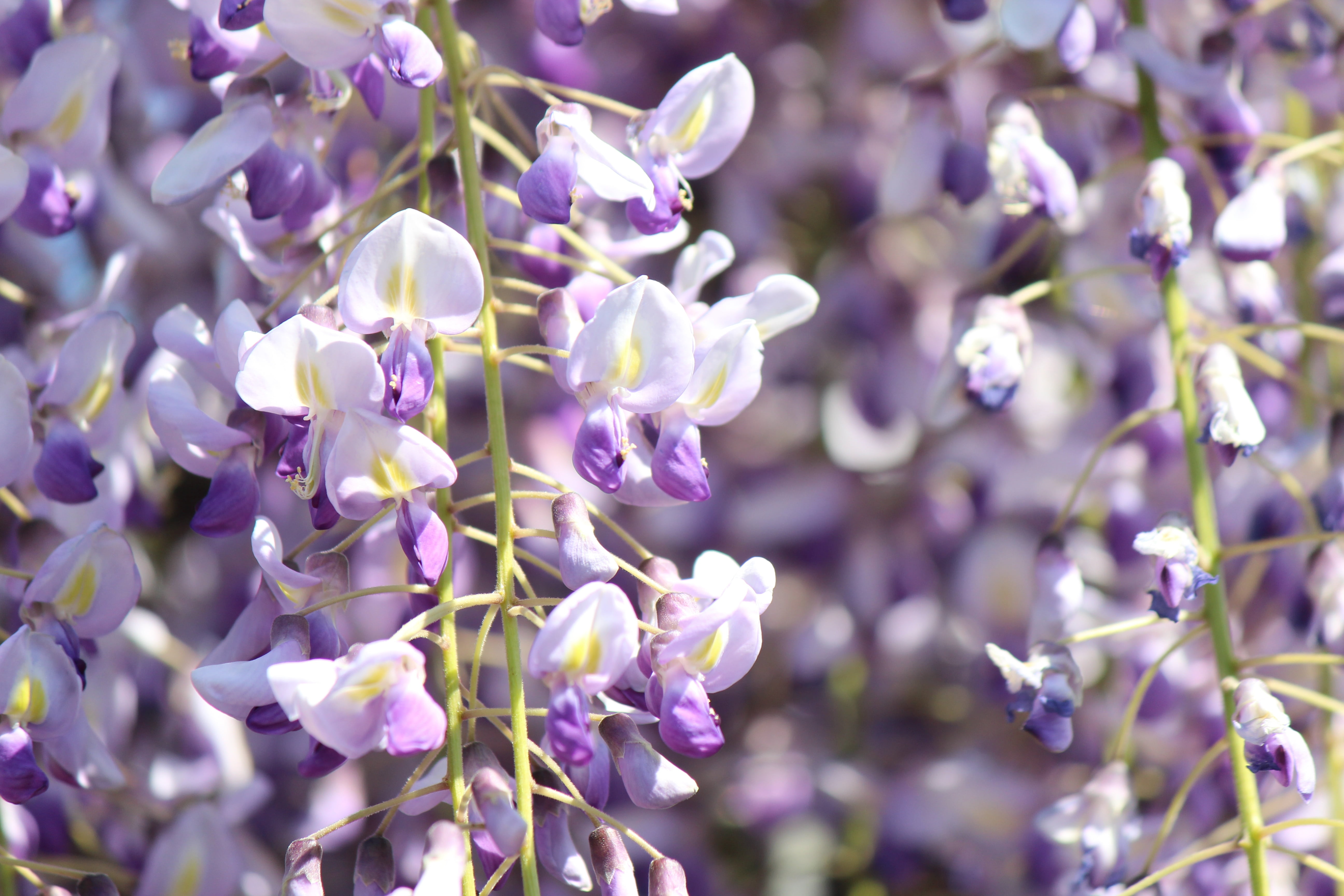 close-up, wisteria, flowers, no people, lavender, nature, growth, springtime, fragility, flower head, lavender colored, vulnerability, freshness, plant, HD Wallpaper