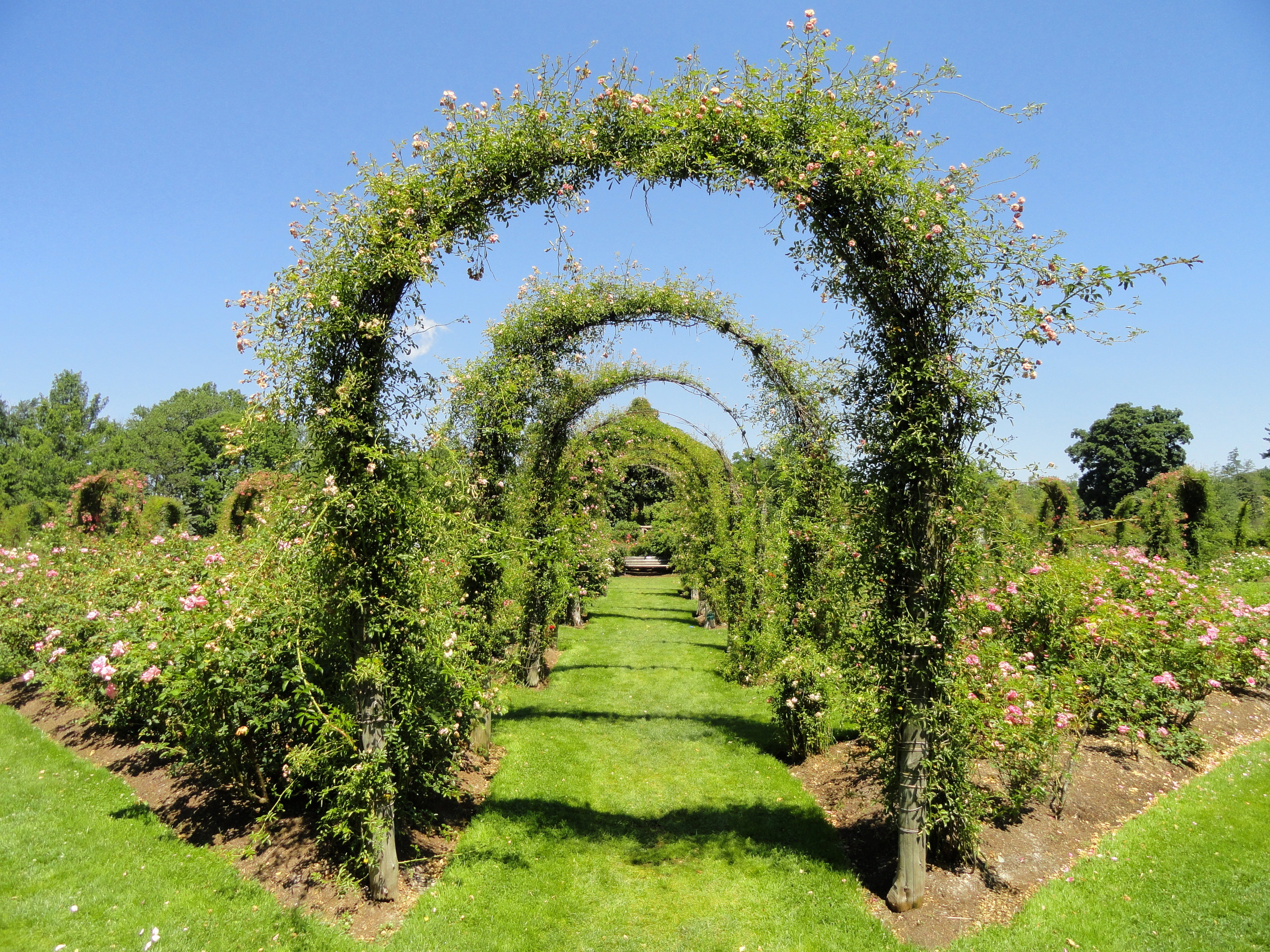 connecticut, garden path, tree, direction, outdoors, summer, spring, scenics - nature, sky, tranquility, plants, formal garden, hartford, ornamental garden, HD Wallpaper